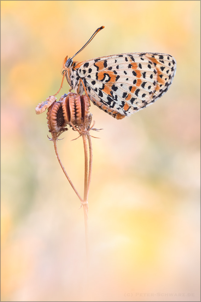 Sigma 150mm f/2.8 EX DG OS HSM APO Macro sample photo. Melitaea didyma photography