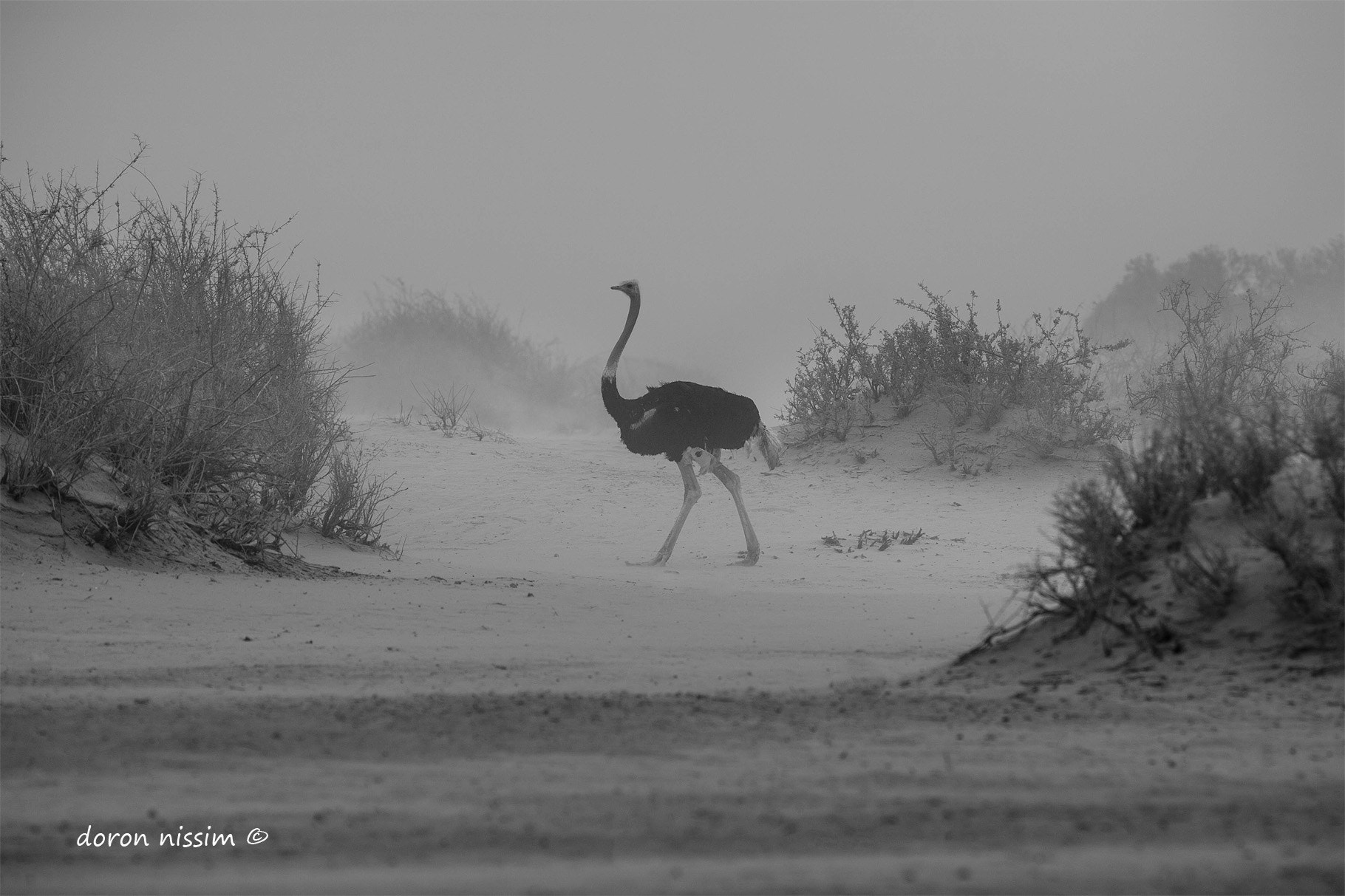 Canon EOS 5D + Canon EF 300mm F4L IS USM sample photo. Jurassic age photography