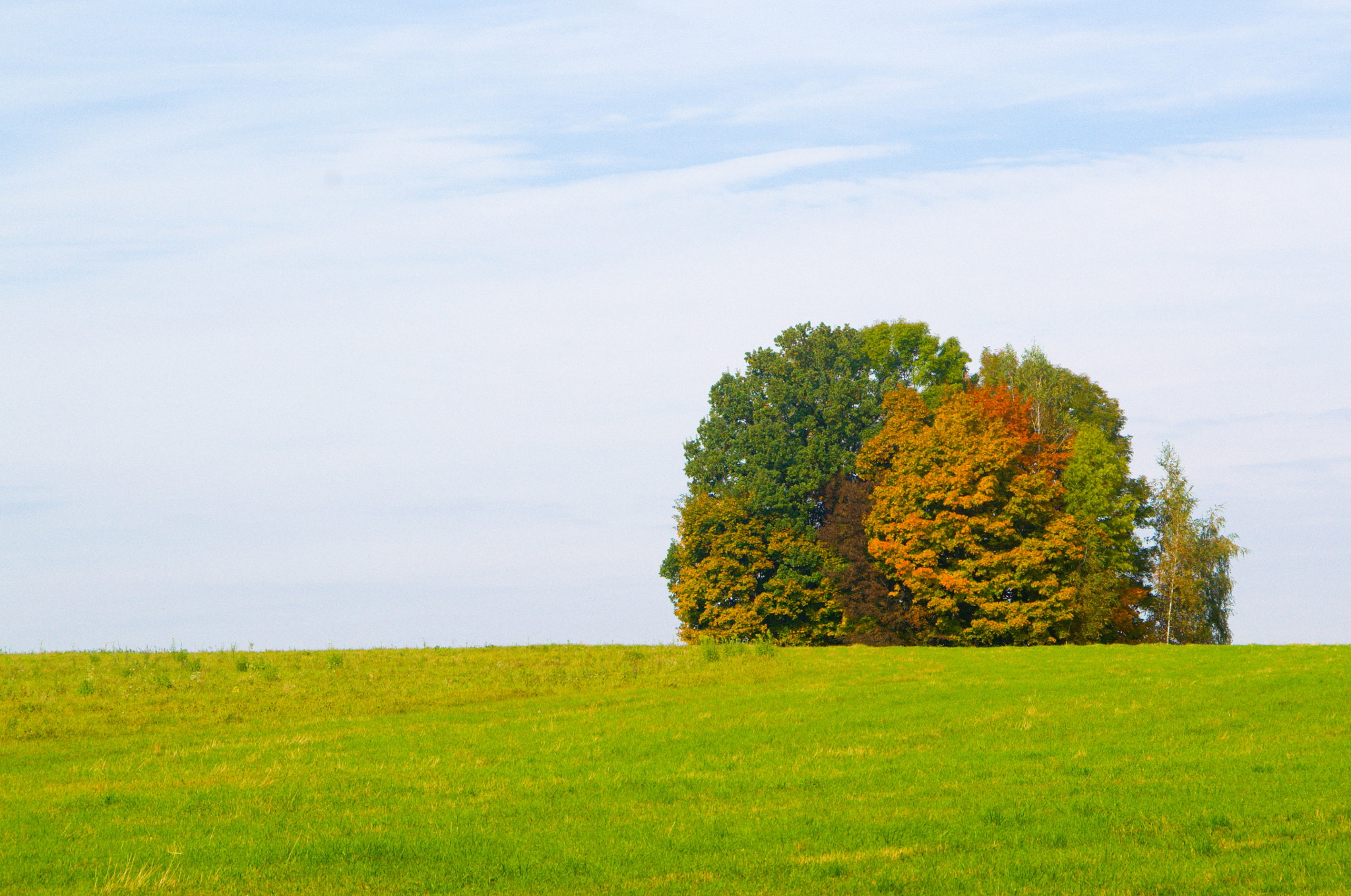 Sigma 18-250mm F3.5-6.3 DC OS HSM sample photo. Trees photography