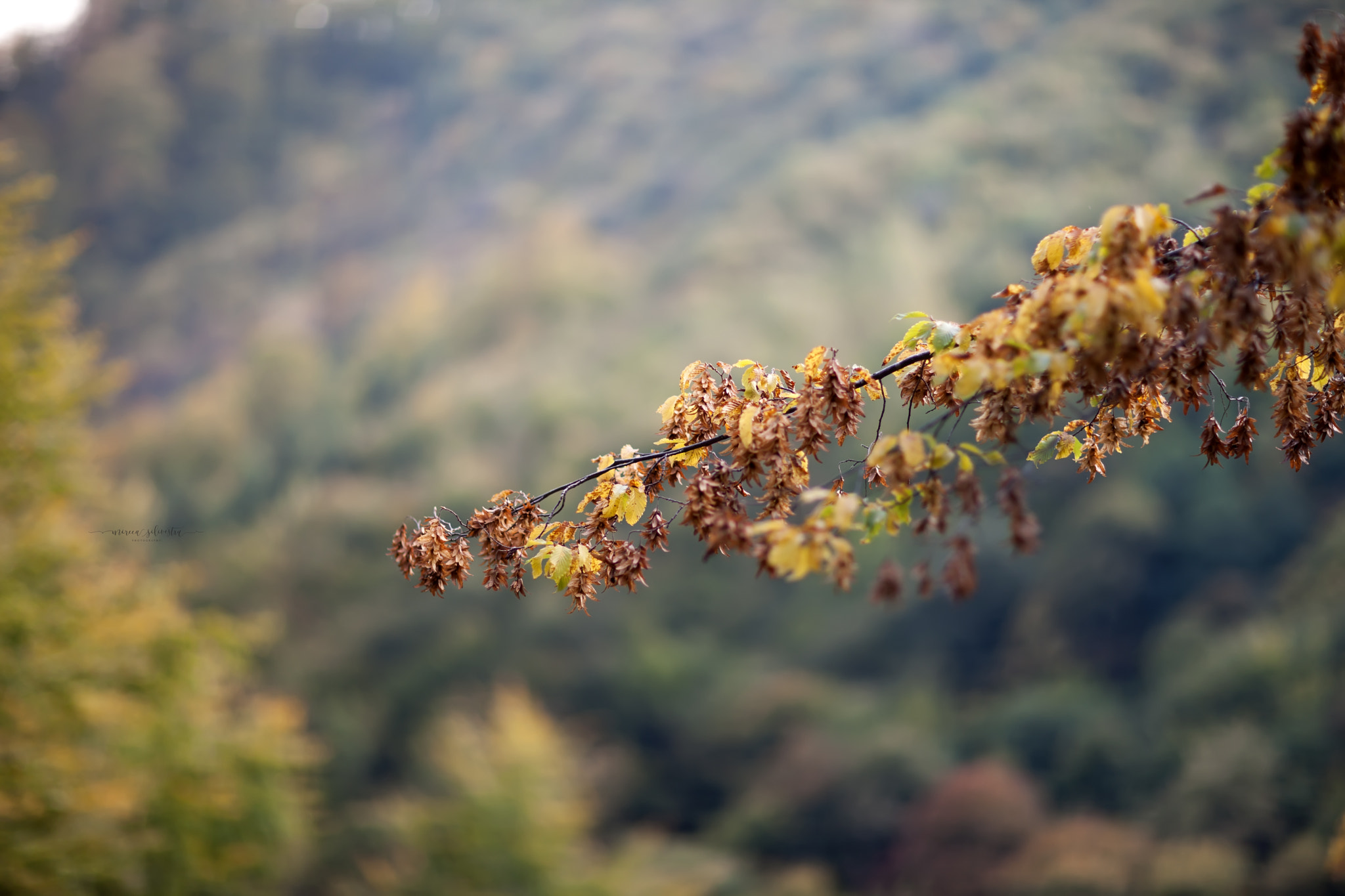 Canon EOS-1Ds Mark III sample photo. Untitled photography