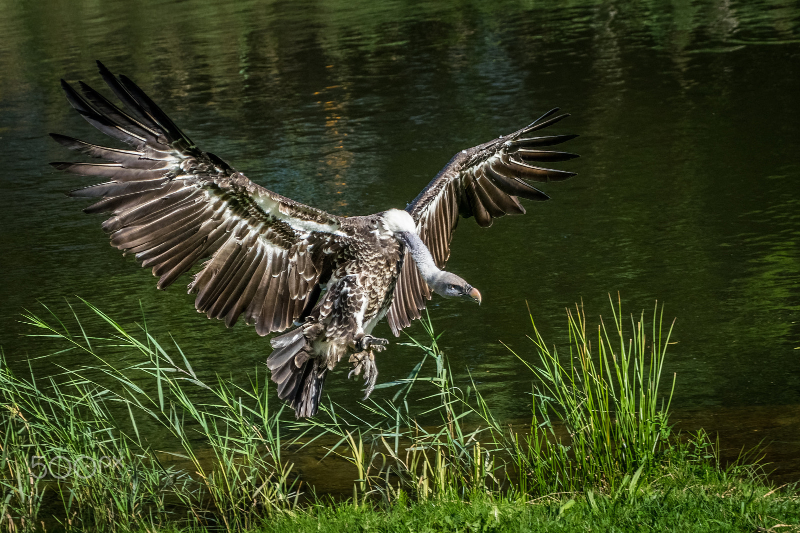 Sigma 50-500mm F4.5-6.3 DG OS HSM sample photo. Rüppells griffon vulture photography