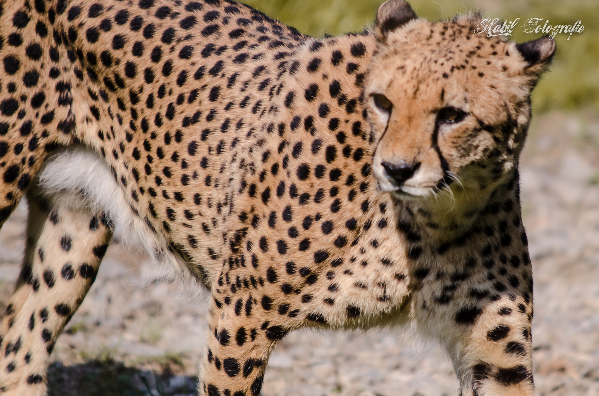 Sigma 70-200mm F2.8 EX DG Macro HSM II sample photo. Wildcat photography