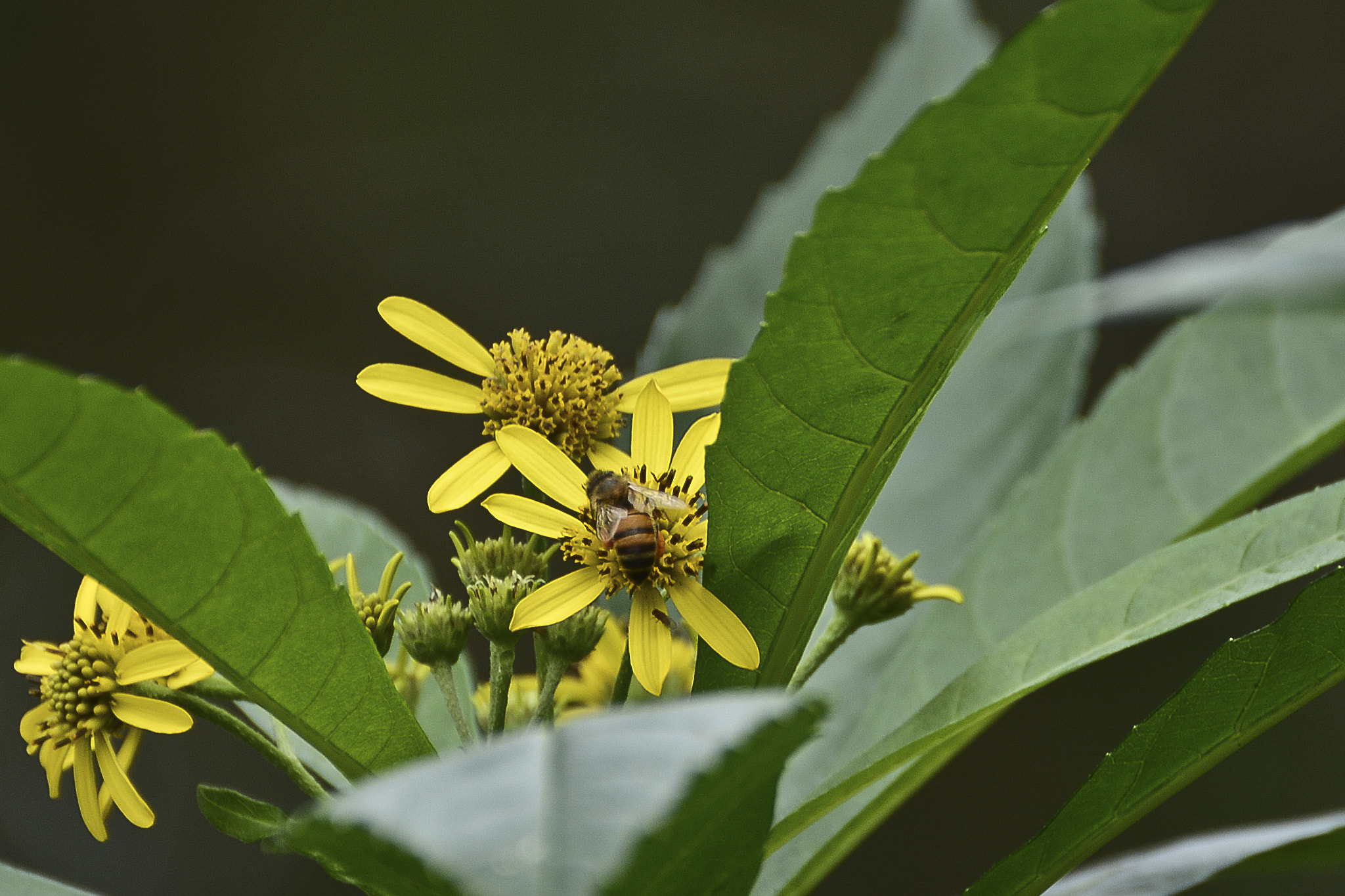 Nikon AF-S Nikkor 500mm F4D ED-IF II sample photo. Sugando o nectar. photography