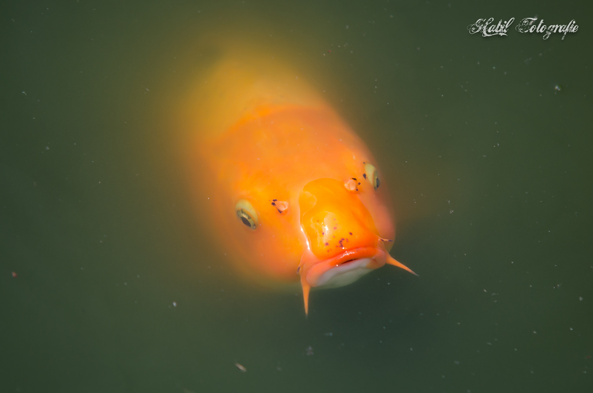 Sigma 70-200mm F2.8 EX DG Macro HSM II sample photo. Koi photography
