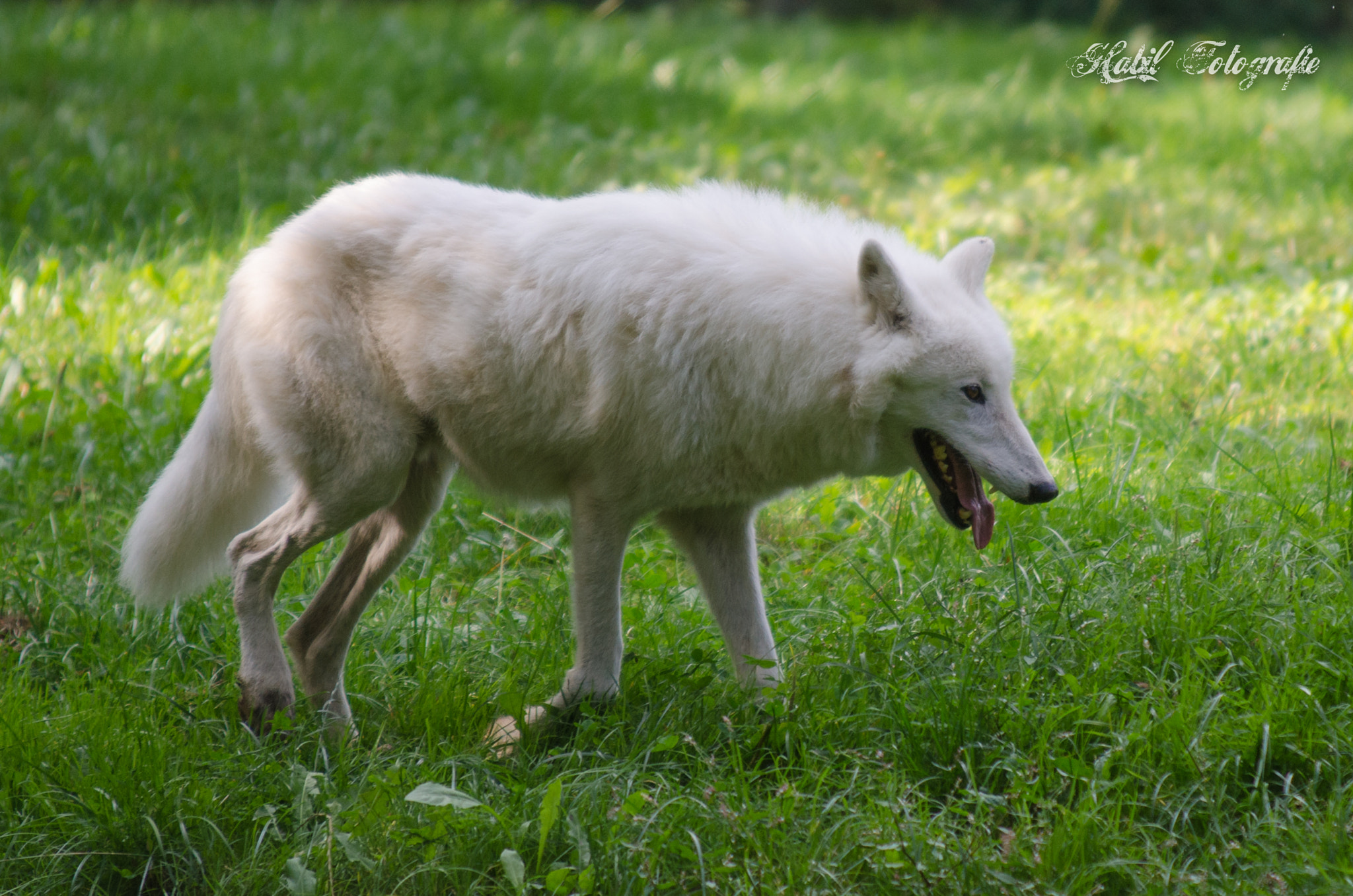 Sigma 70-200mm F2.8 EX DG Macro HSM II sample photo. Artic wolf photography