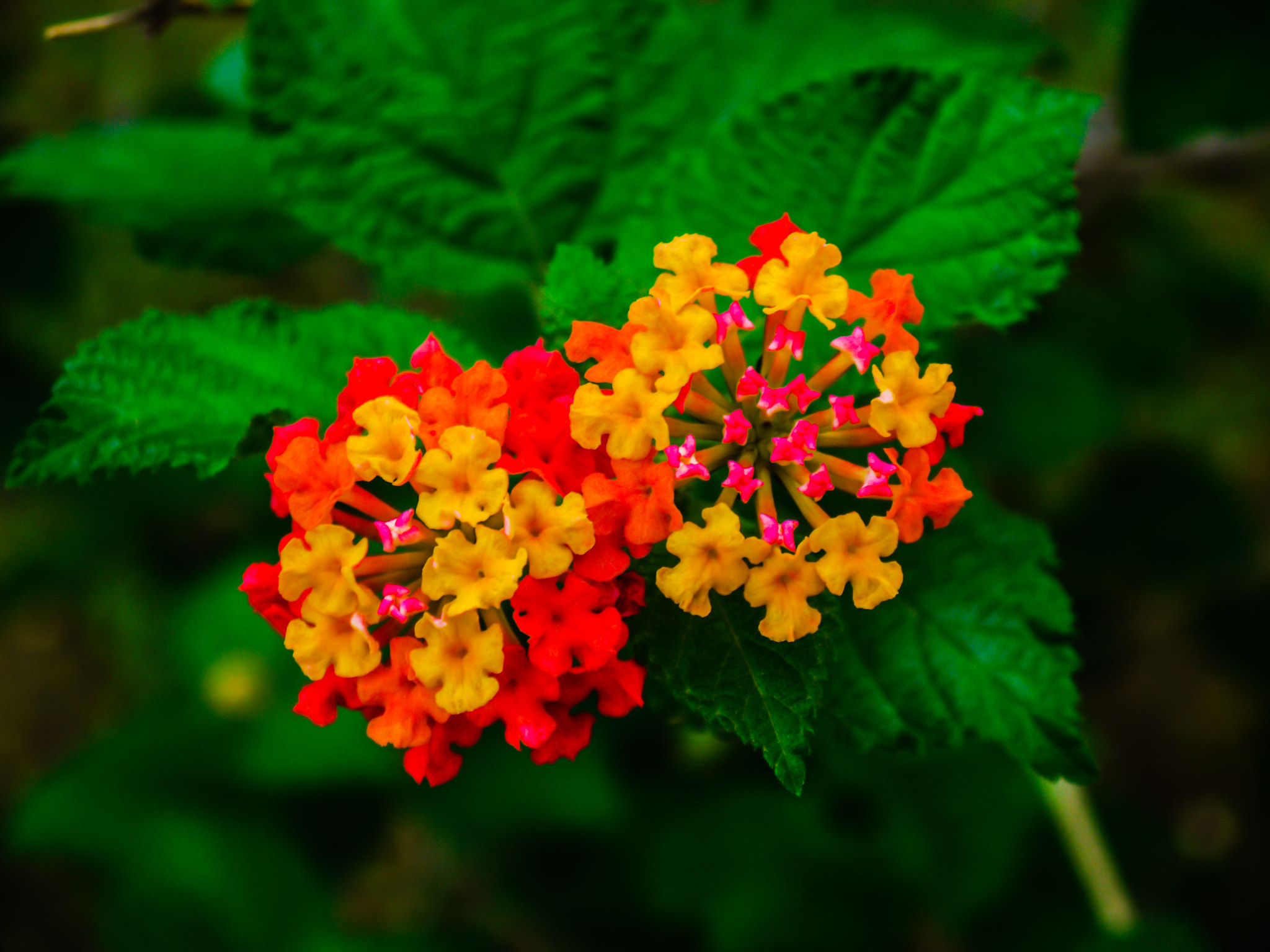 Panasonic Lumix DMC-GF3 sample photo. Garden's flowers photography