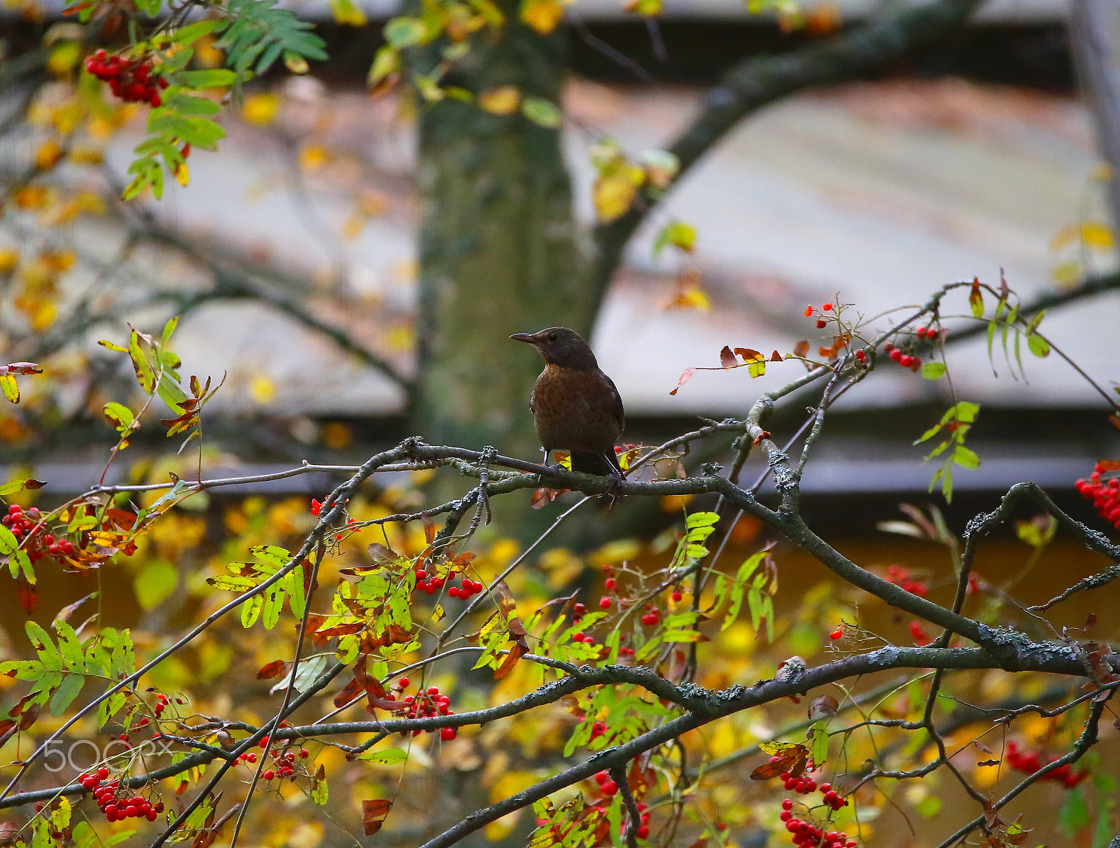 Canon EOS 6D sample photo. Black bird on the rowan tree photography