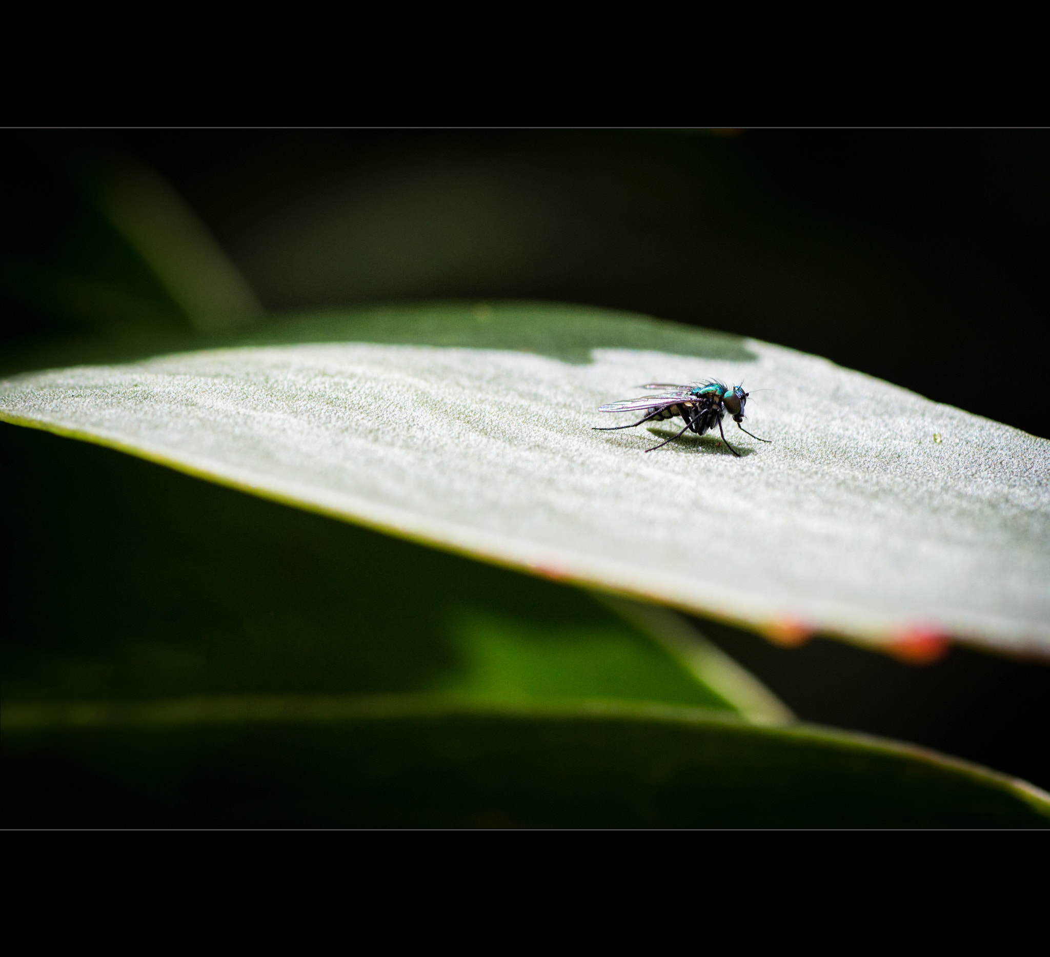 Canon EOS 650D (EOS Rebel T4i / EOS Kiss X6i) + Tamron SP AF 90mm F2.8 Di Macro sample photo. Just a fly photography