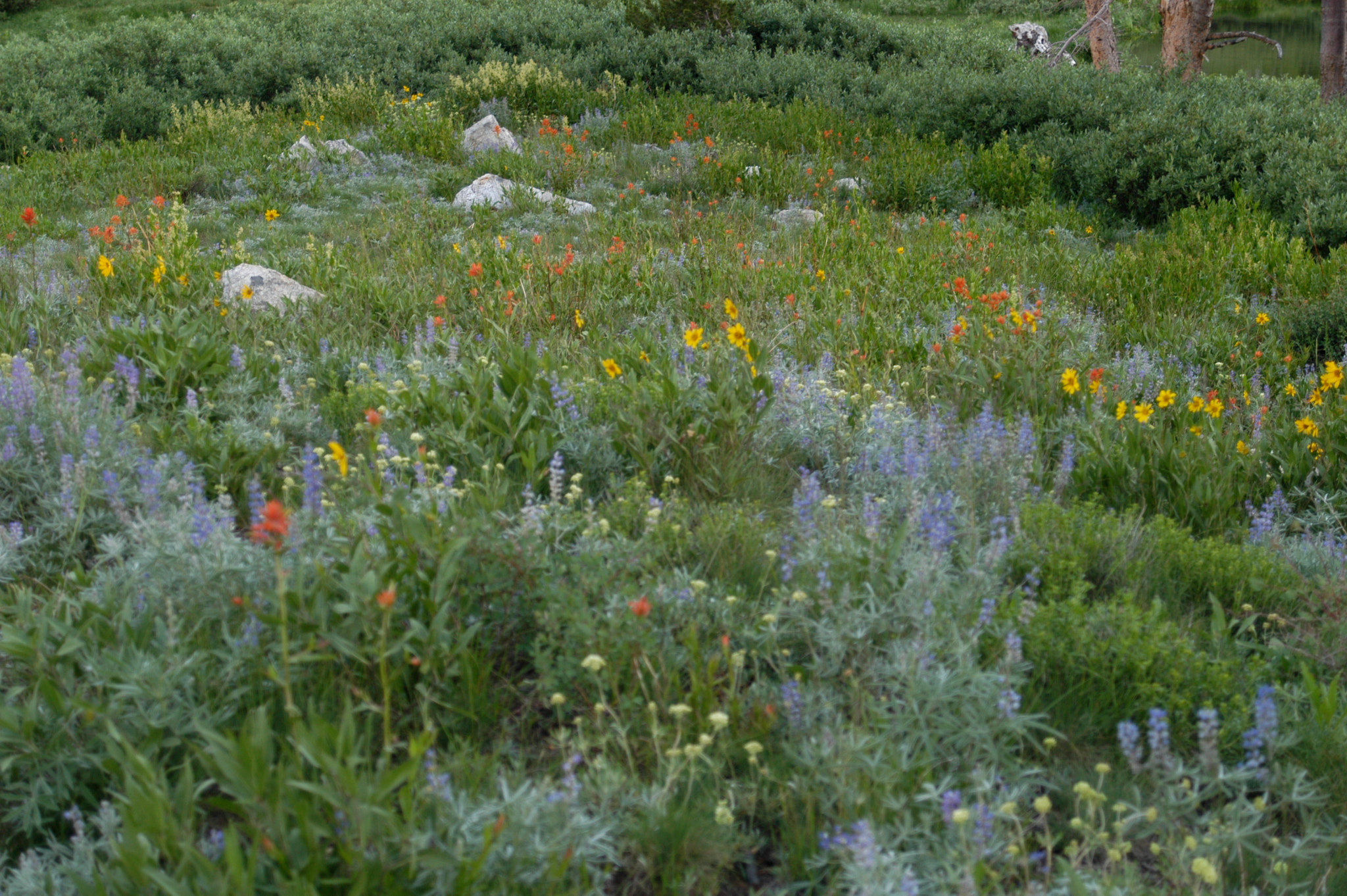 Nikon D100 sample photo. Alpine flower carpet..aroma.was heavenly photography