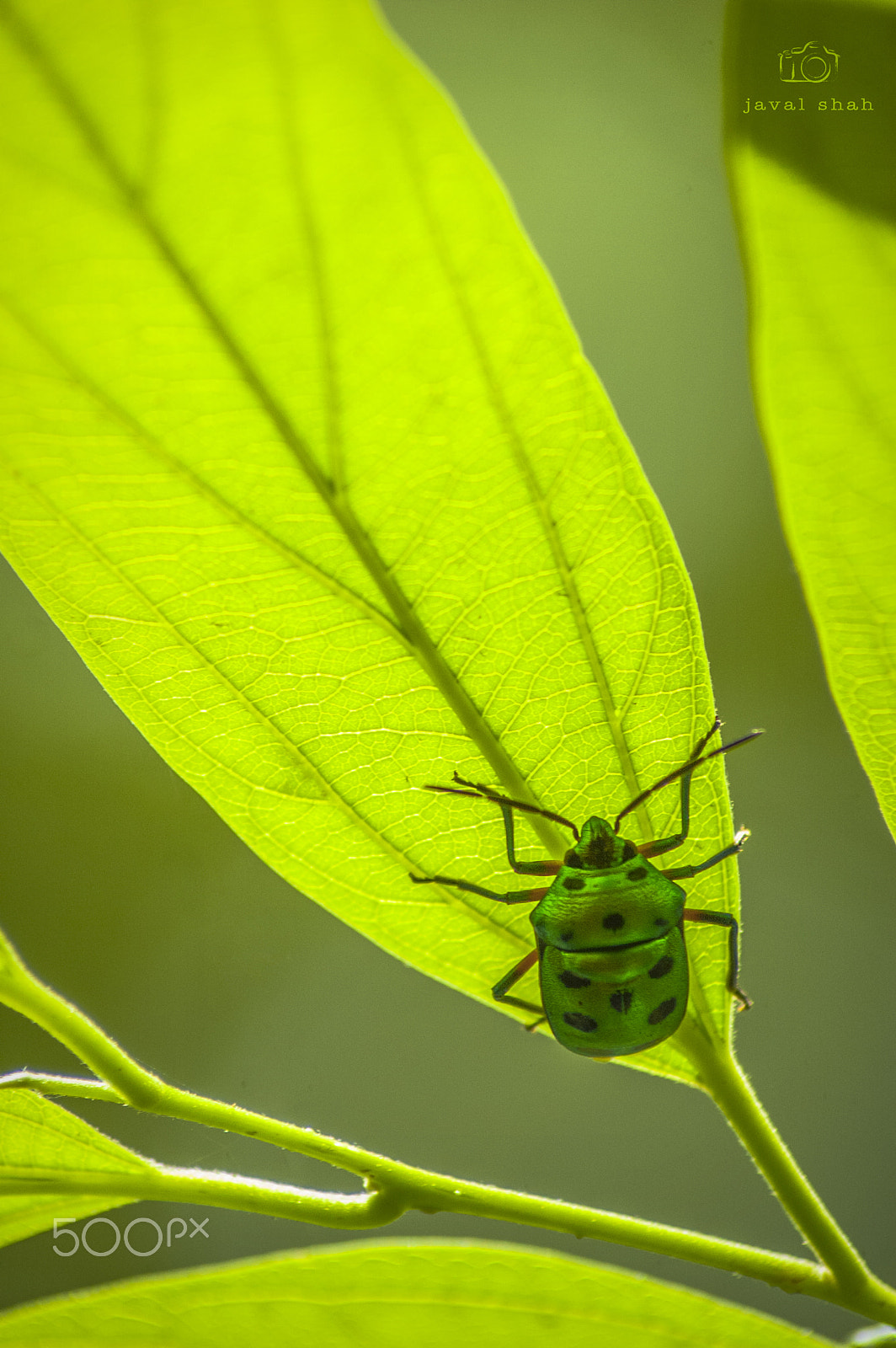 Nikon D70 sample photo. Jewel bug photography