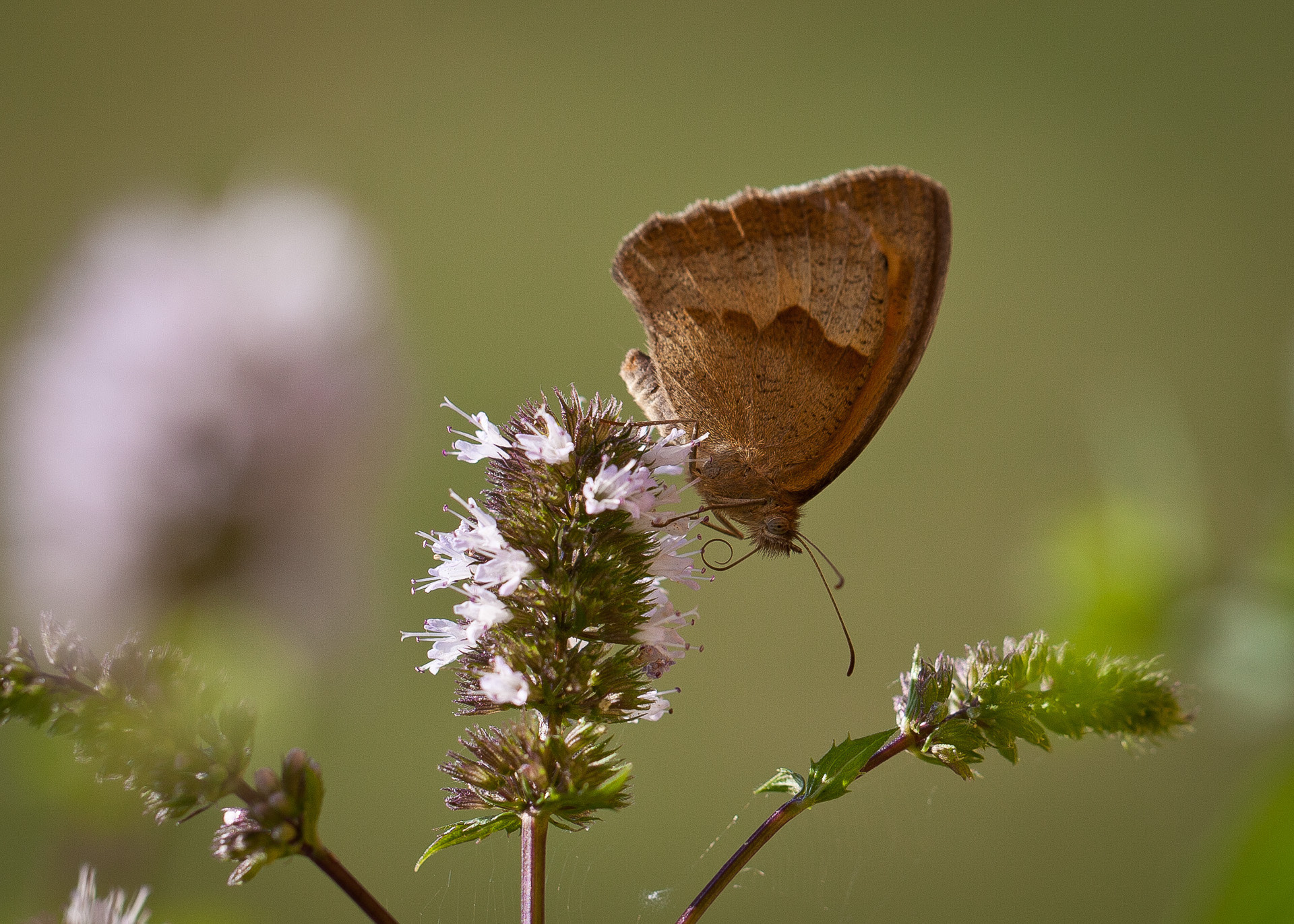 Canon EOS 5D Mark II sample photo. Butterfly - schmetterling photography