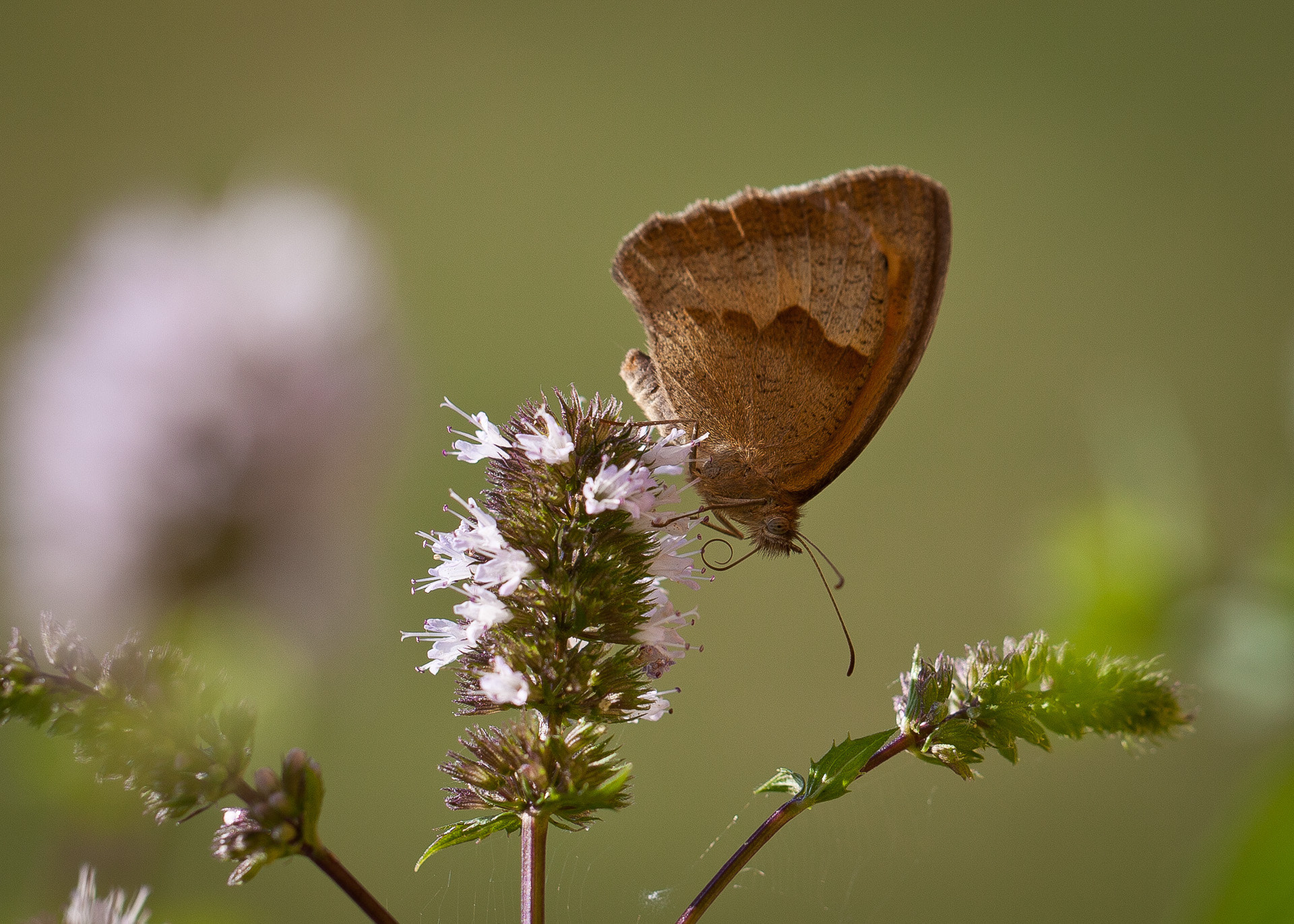 Canon EF 100mm F2.8L Macro IS USM sample photo. Butterfly - schmetterling photography