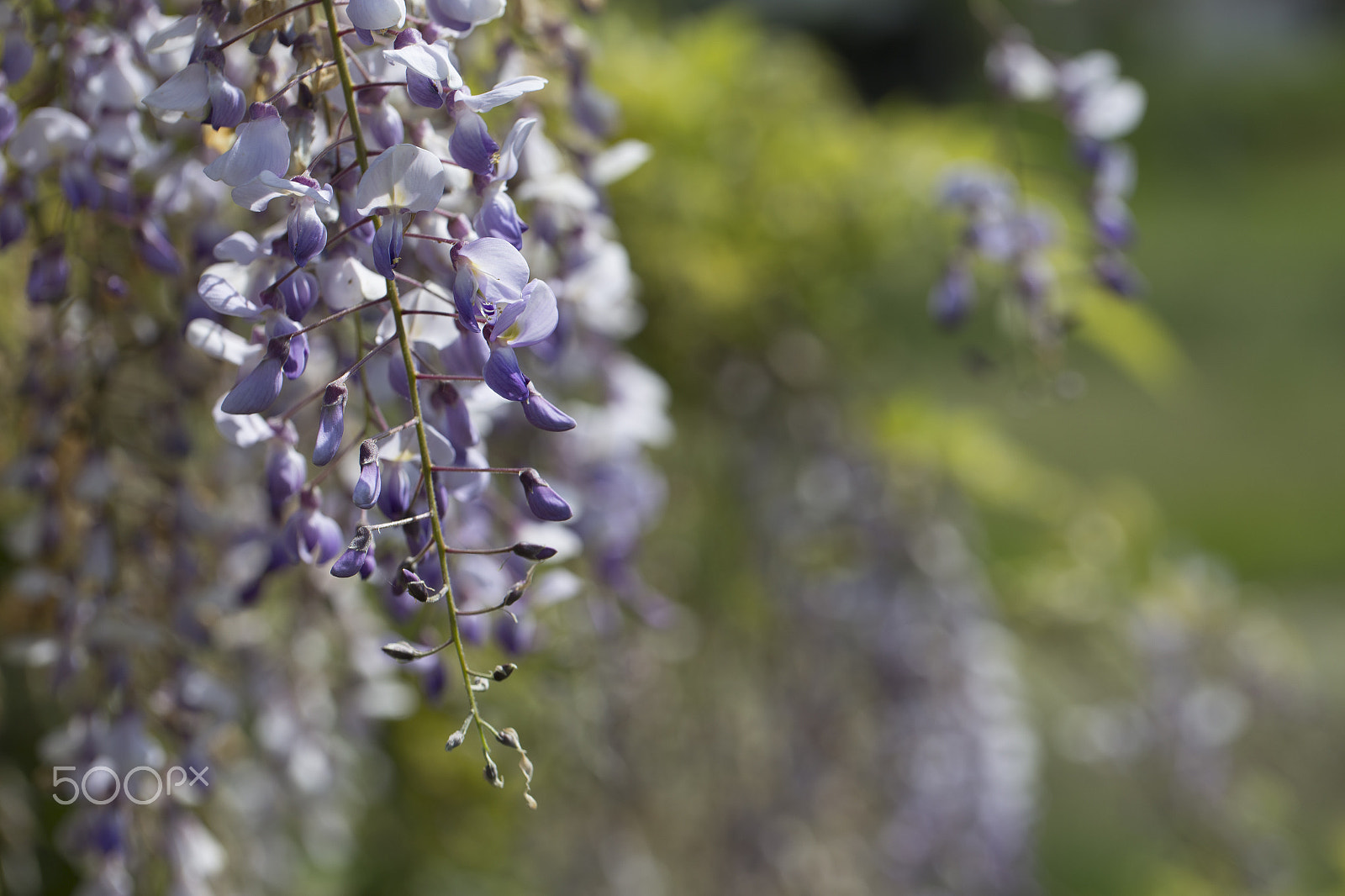 Canon EF 100mm F2.8L Macro IS USM sample photo. Flower closeup photography