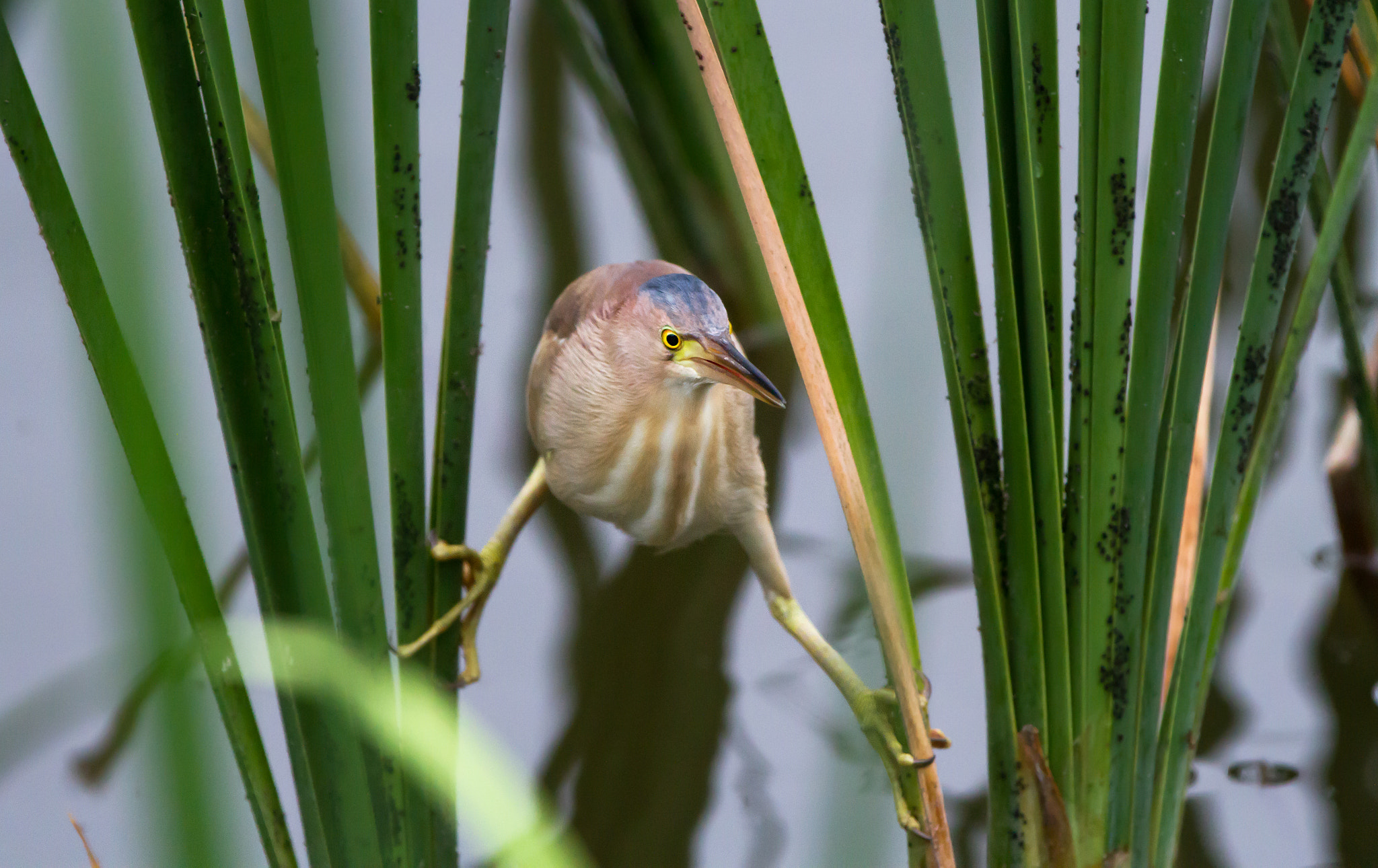 Canon EF 70-200mm F2.8L IS II USM sample photo