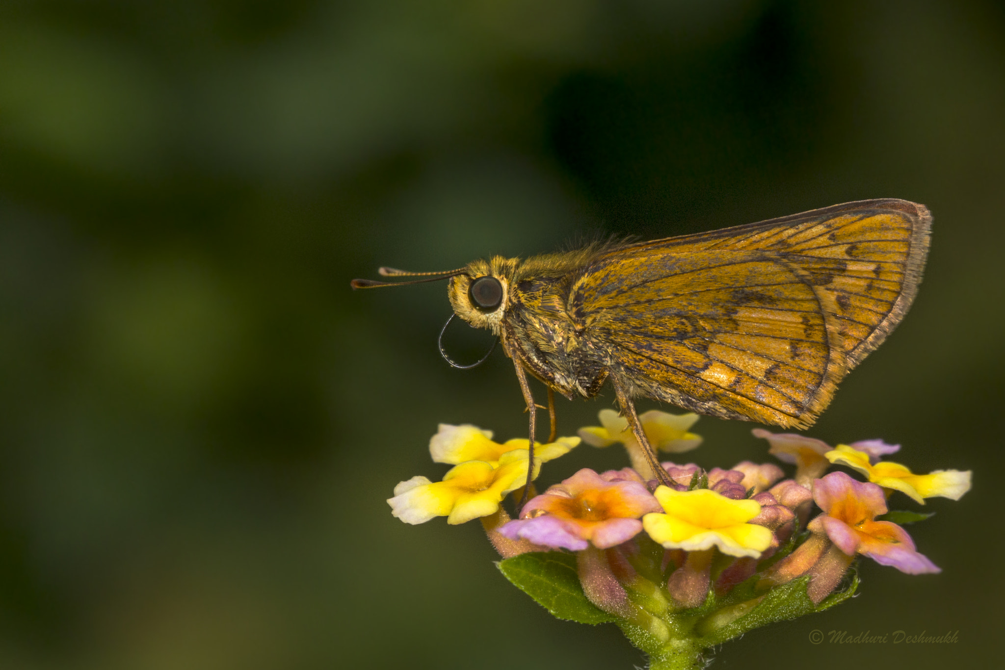 Canon EOS 70D + Canon EF 100mm F2.8L Macro IS USM sample photo. Dark palm dart photography