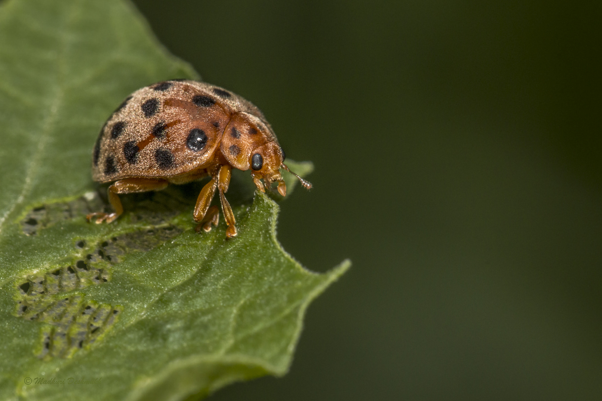 Canon EOS 70D + Canon EF 100mm F2.8L Macro IS USM sample photo. Epilachninae ladybug beetle photography