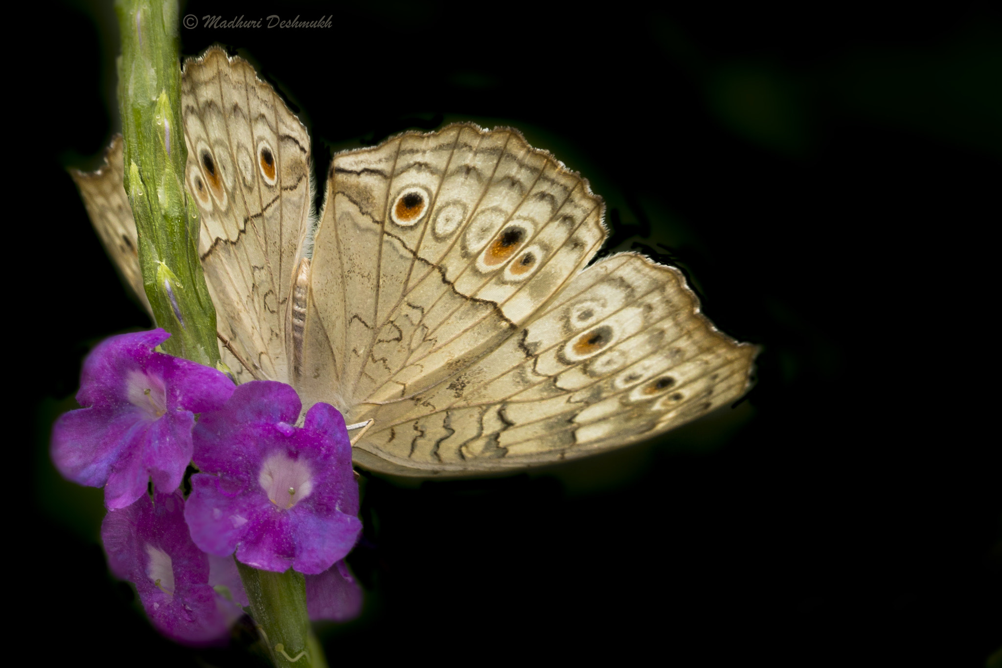 Canon EOS 70D + Canon EF 100mm F2.8L Macro IS USM sample photo. Grey pansy photography