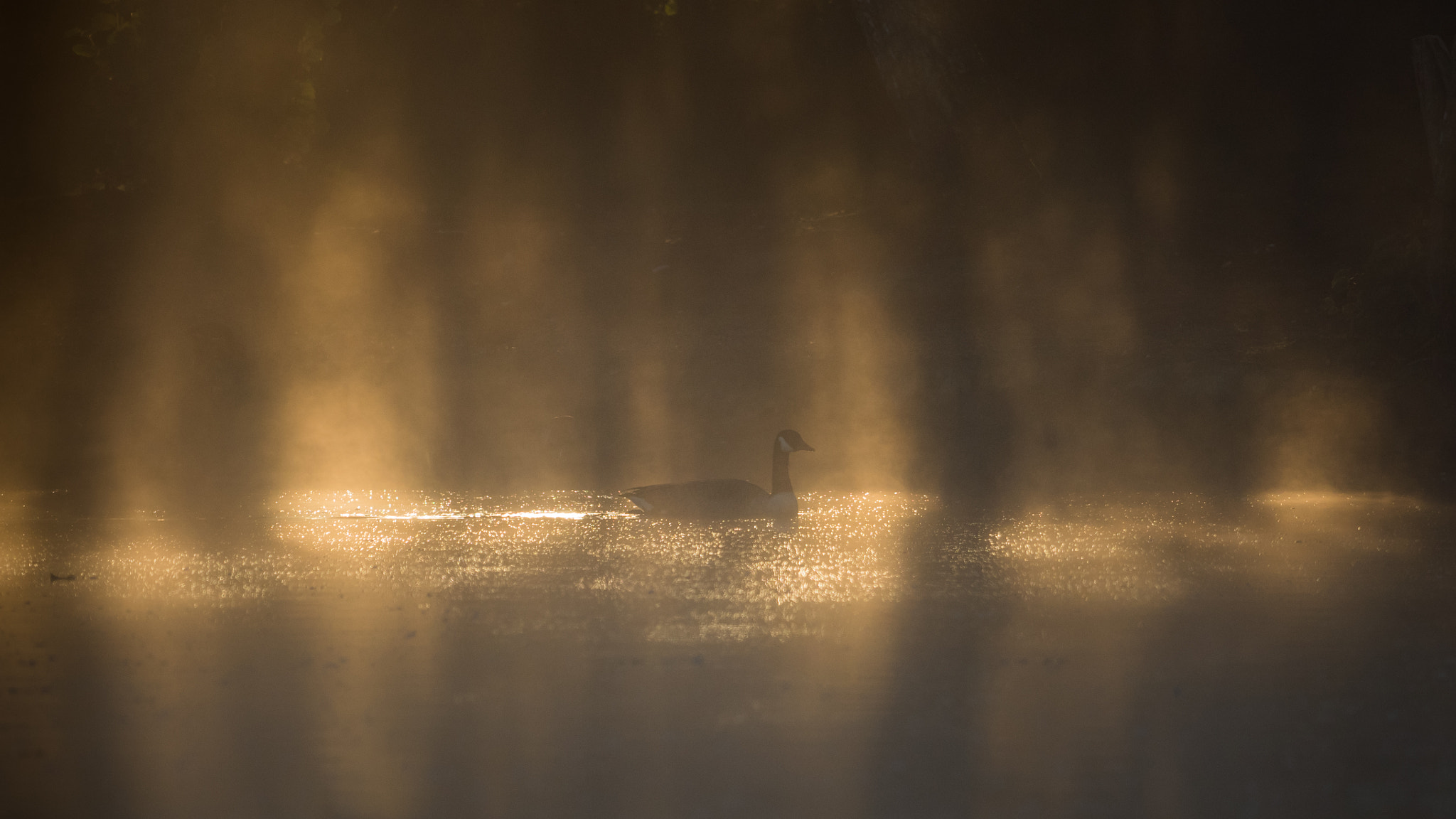 Olympus OM-D E-M1 + OLYMPUS M.300mm F4.0 sample photo. Piltdown pond at sunrise photography
