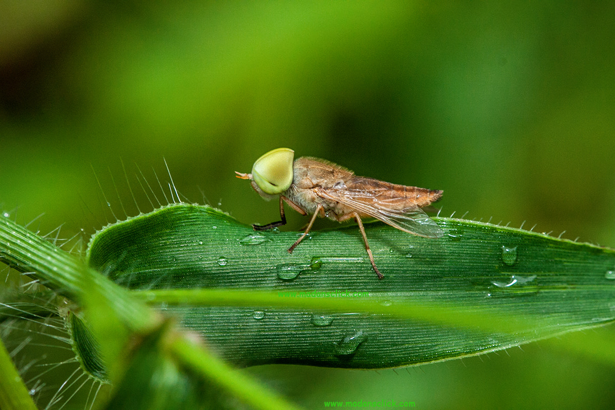 Canon EF 100mm F2.8 Macro USM sample photo. Fly photography