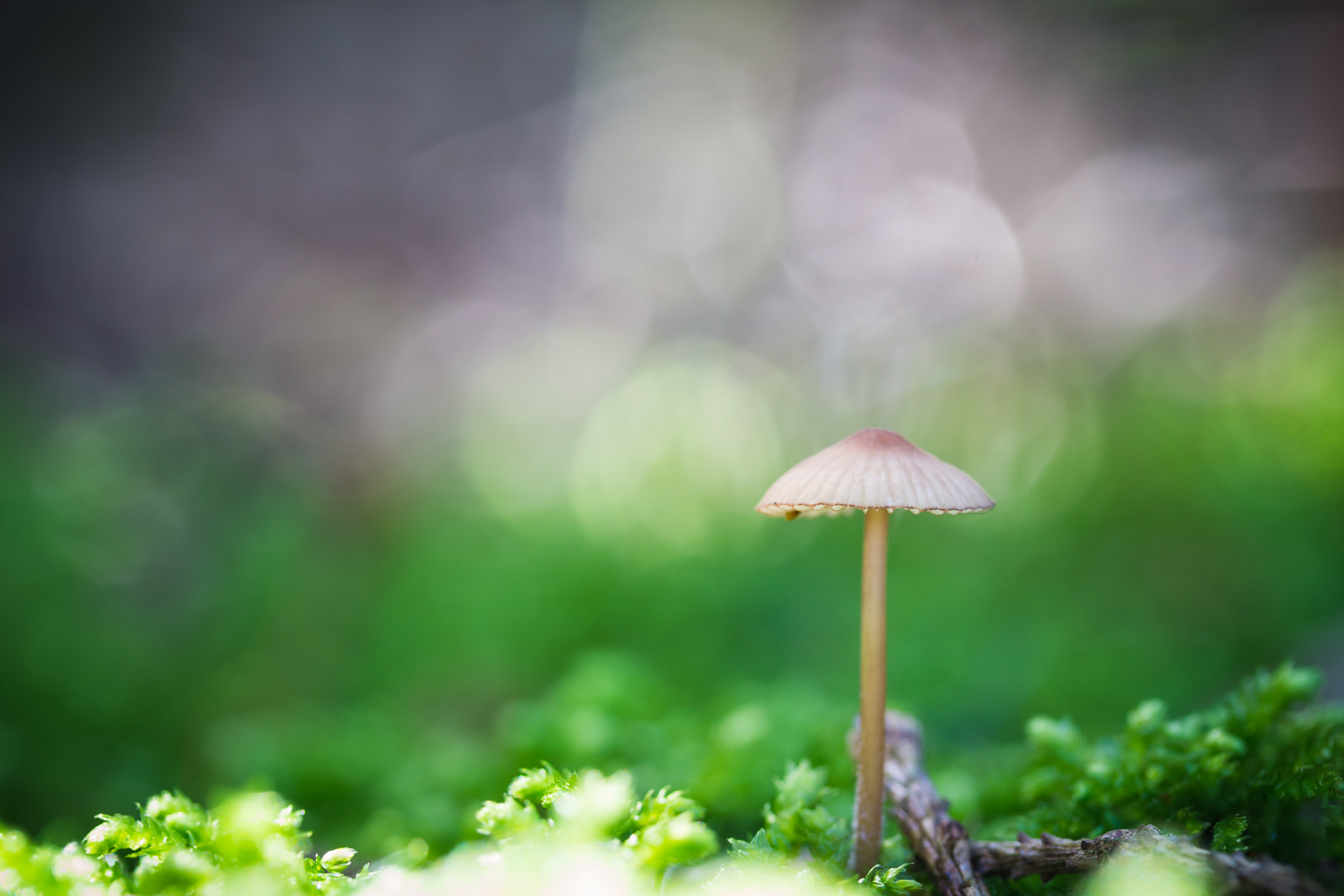 Sony a6000 + Tamron 18-270mm F3.5-6.3 Di II PZD sample photo. Pilz im wald photography