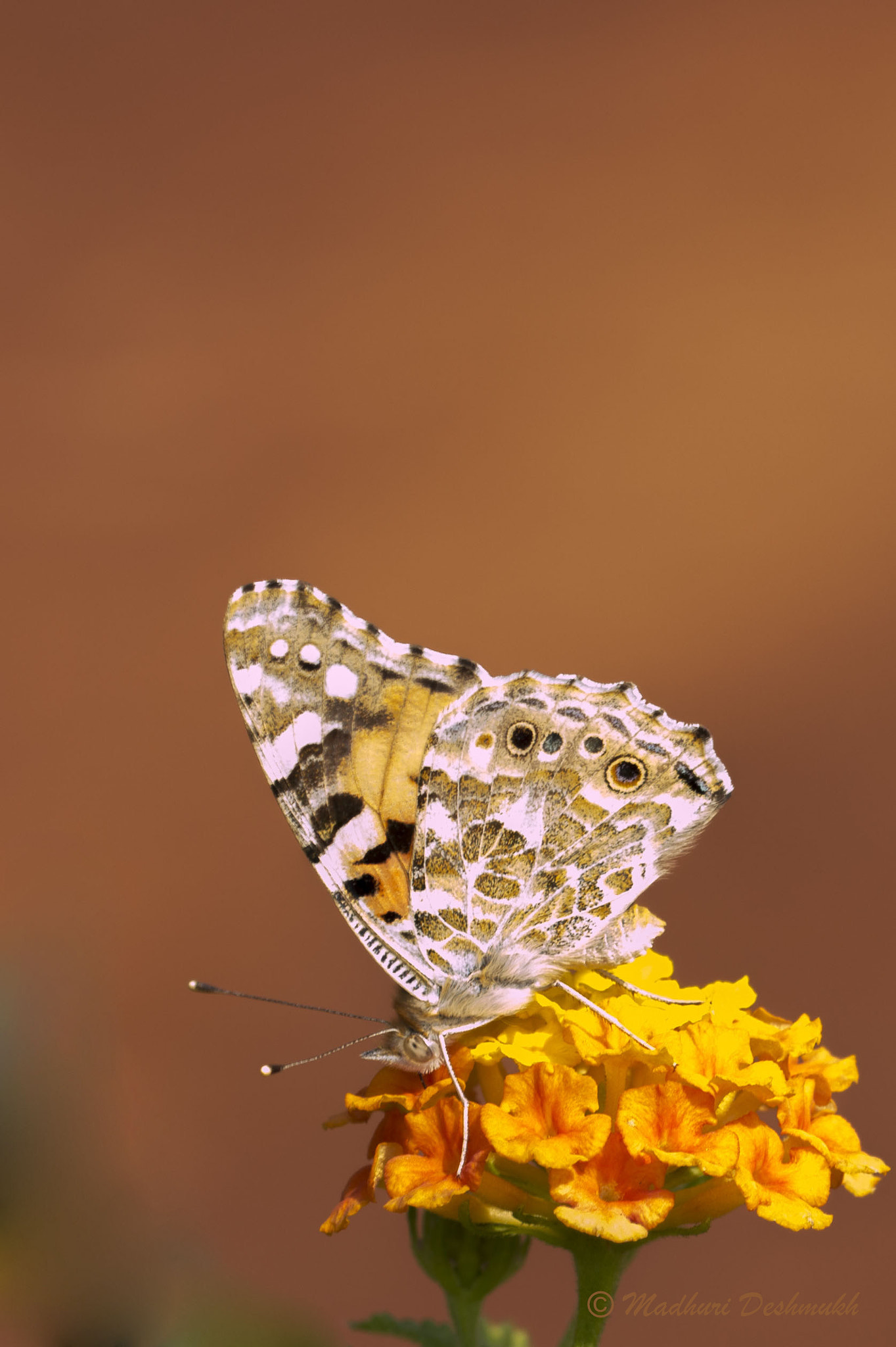 Canon EOS 70D + Canon EF 100mm F2.8L Macro IS USM sample photo. Painted lady photography