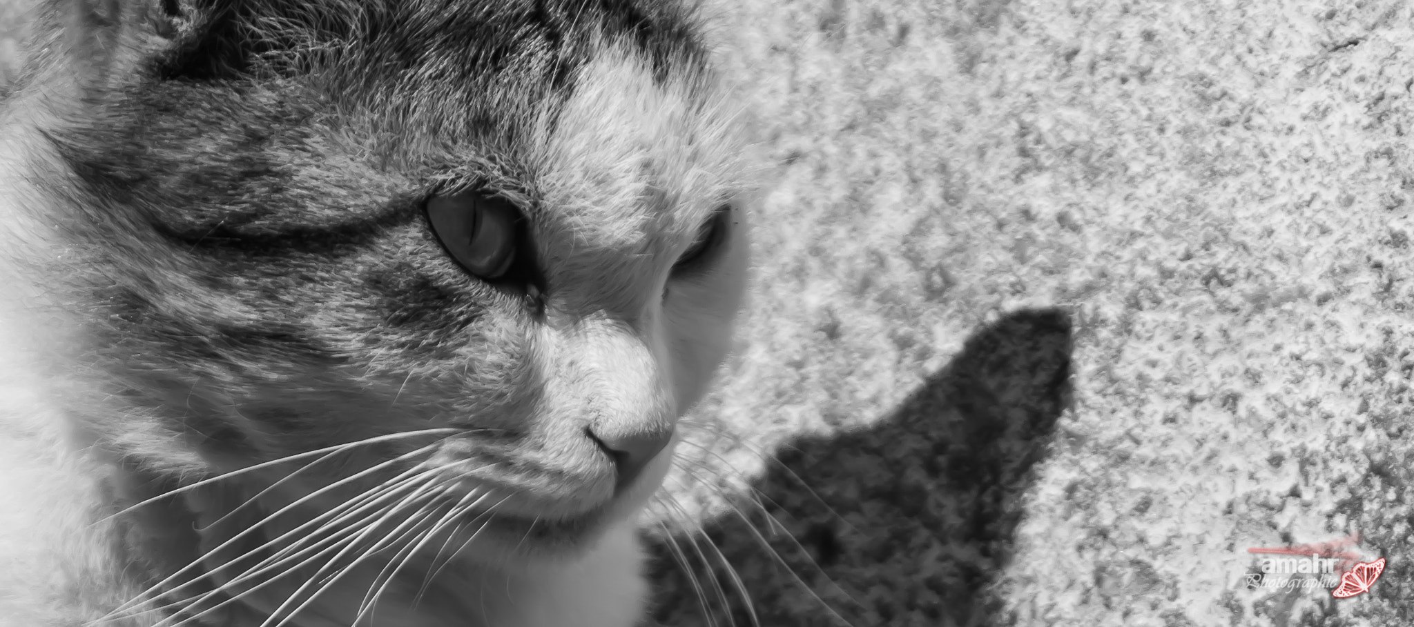 Canon EF 28-80mm f/3.5-5.6 sample photo. Mims'eyes photography