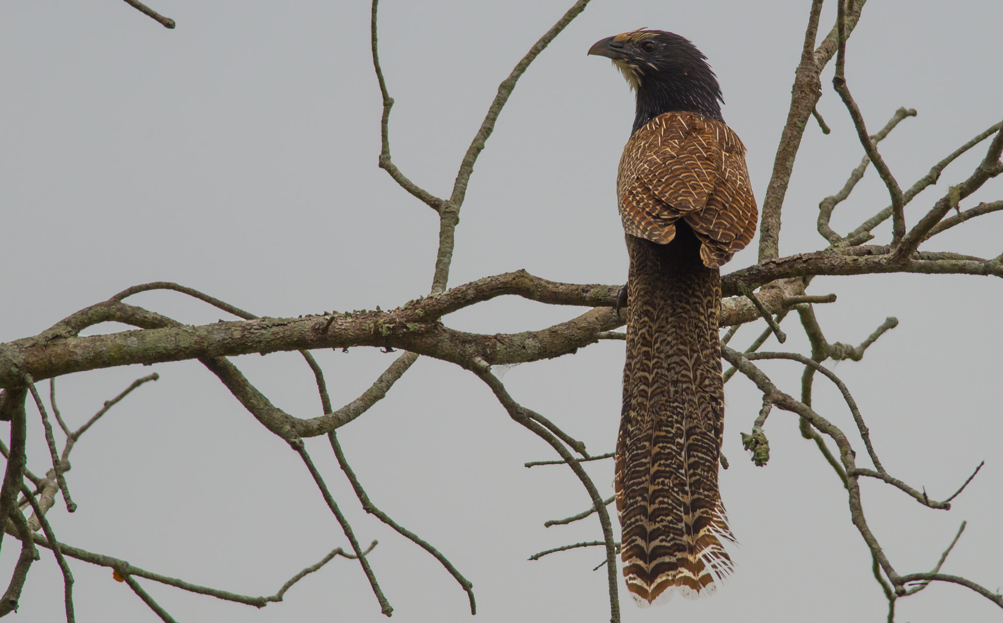 Nikon AF-S Nikkor 300mm F4D ED-IF sample photo. Fessant photography