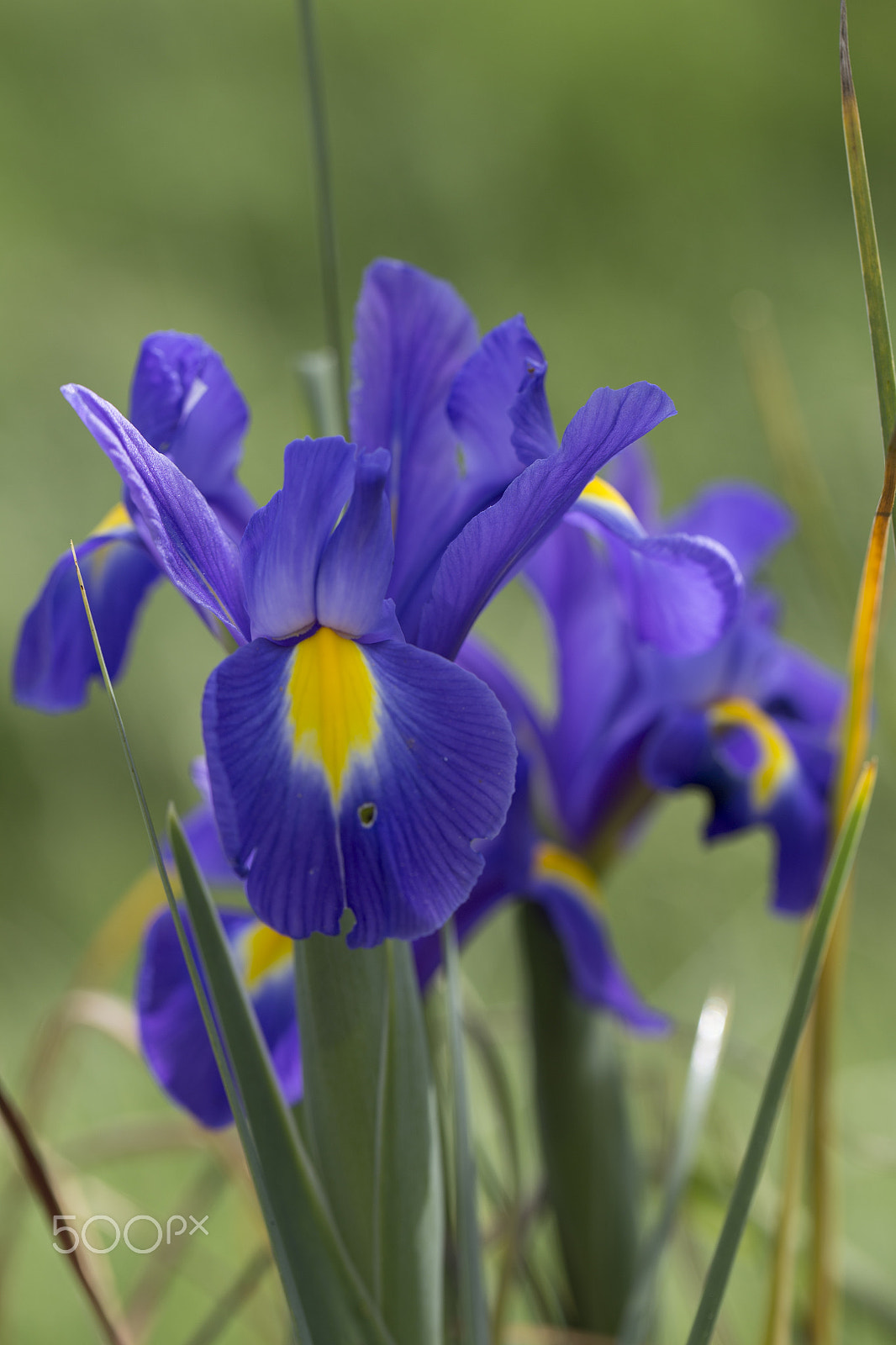 Canon EOS 6D + Canon EF 100mm F2.8L Macro IS USM sample photo. Flower closeup photography