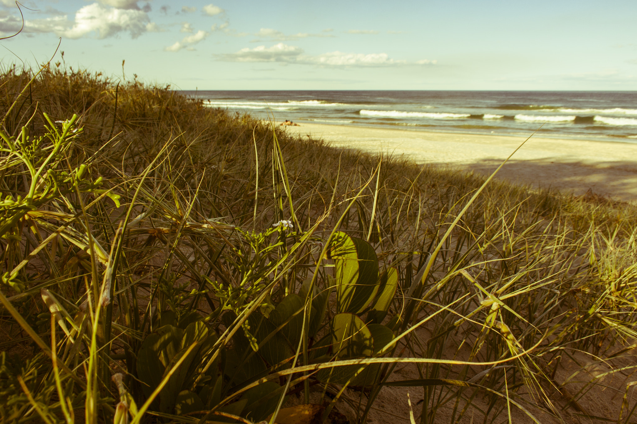 Canon EF-S 18-55mm F3.5-5.6 II sample photo. Sand dune grass photography