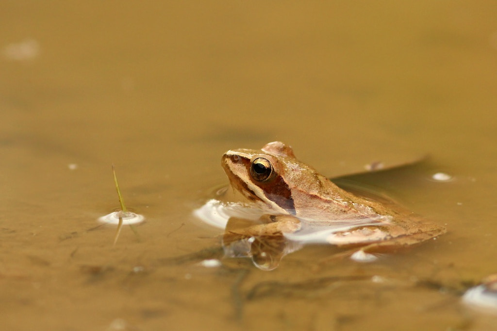 Canon EOS 1200D (EOS Rebel T5 / EOS Kiss X70 / EOS Hi) sample photo. Little frog... photography