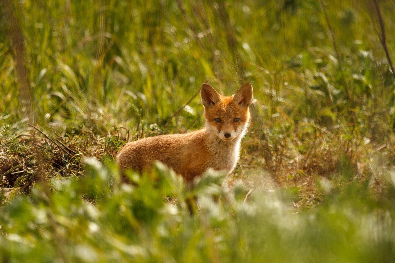 Canon EF 100-400mm F4.5-5.6L IS USM sample photo. Foxy photography