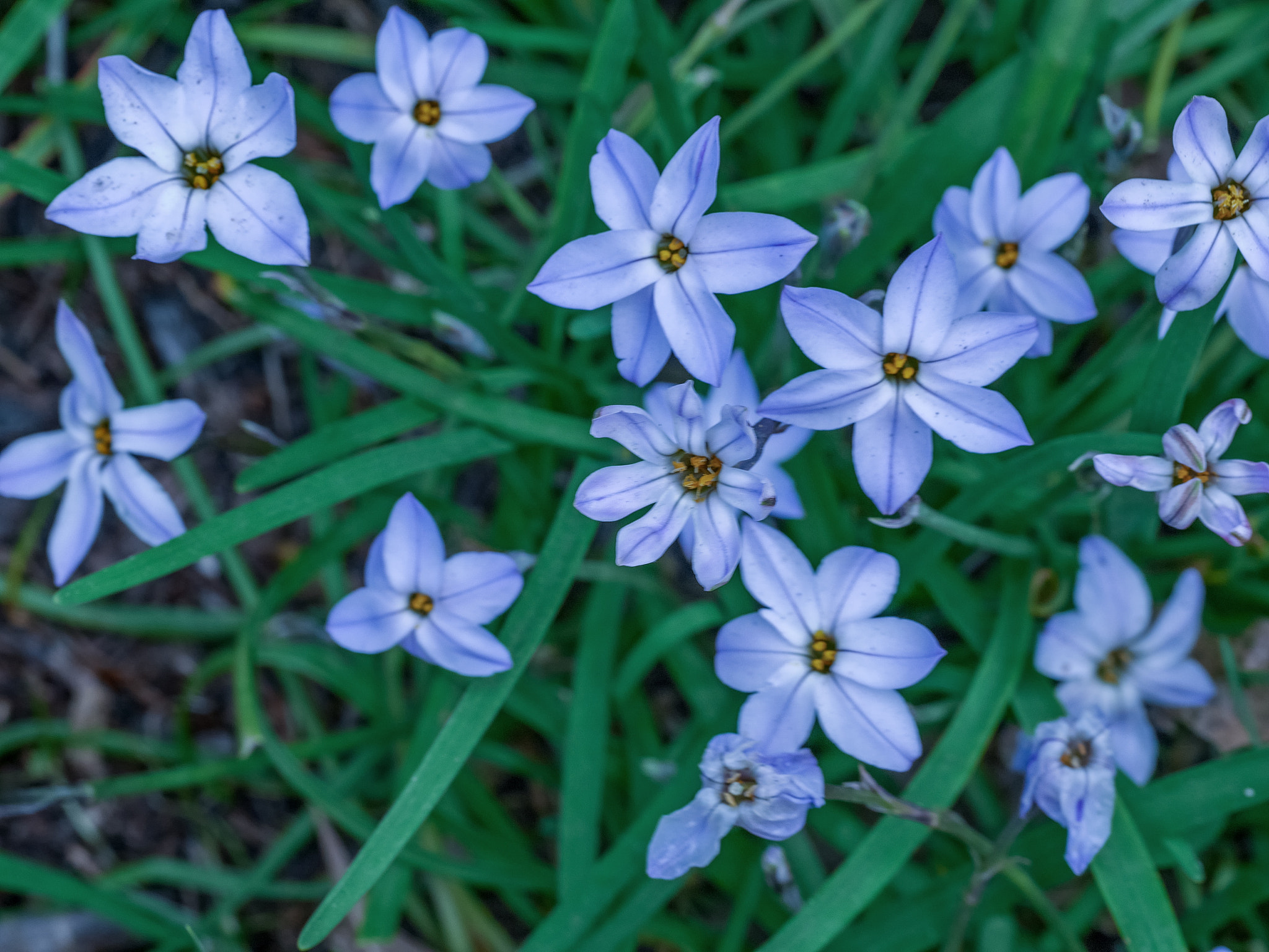 Panasonic DMC-GM1S sample photo. I am blue - location: floriade, commonwealth park, act, australia photography