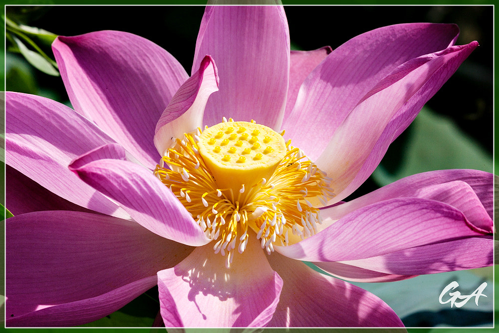 Canon EF 70-300mm F4-5.6L IS USM sample photo. () photography
