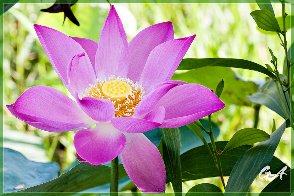 Canon EF 70-300mm F4-5.6L IS USM sample photo. () photography