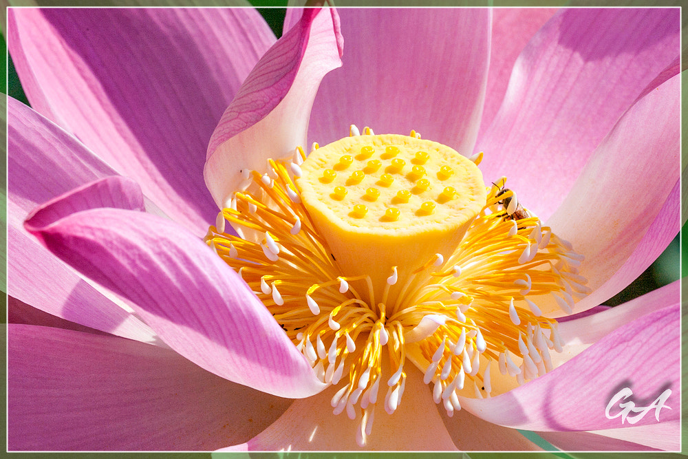 Canon EF 70-300mm F4-5.6L IS USM sample photo. () photography