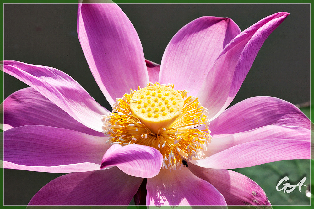 Canon EF 70-300mm F4-5.6L IS USM sample photo. () photography