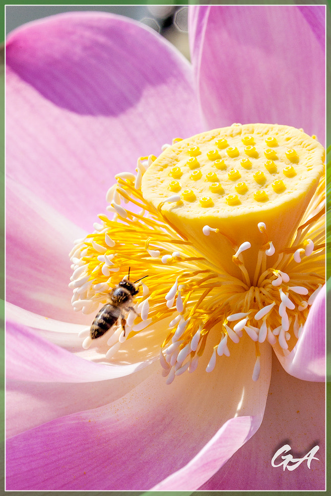 Canon EF 70-300mm F4-5.6L IS USM sample photo. () photography