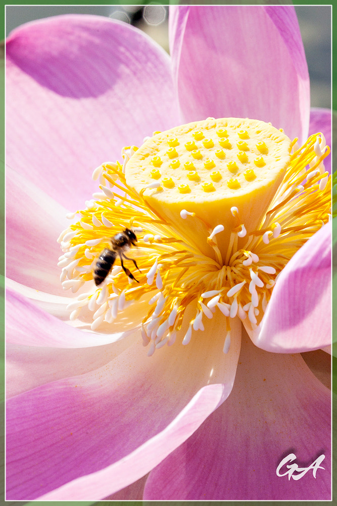 Canon EF 70-300mm F4-5.6L IS USM sample photo. () photography