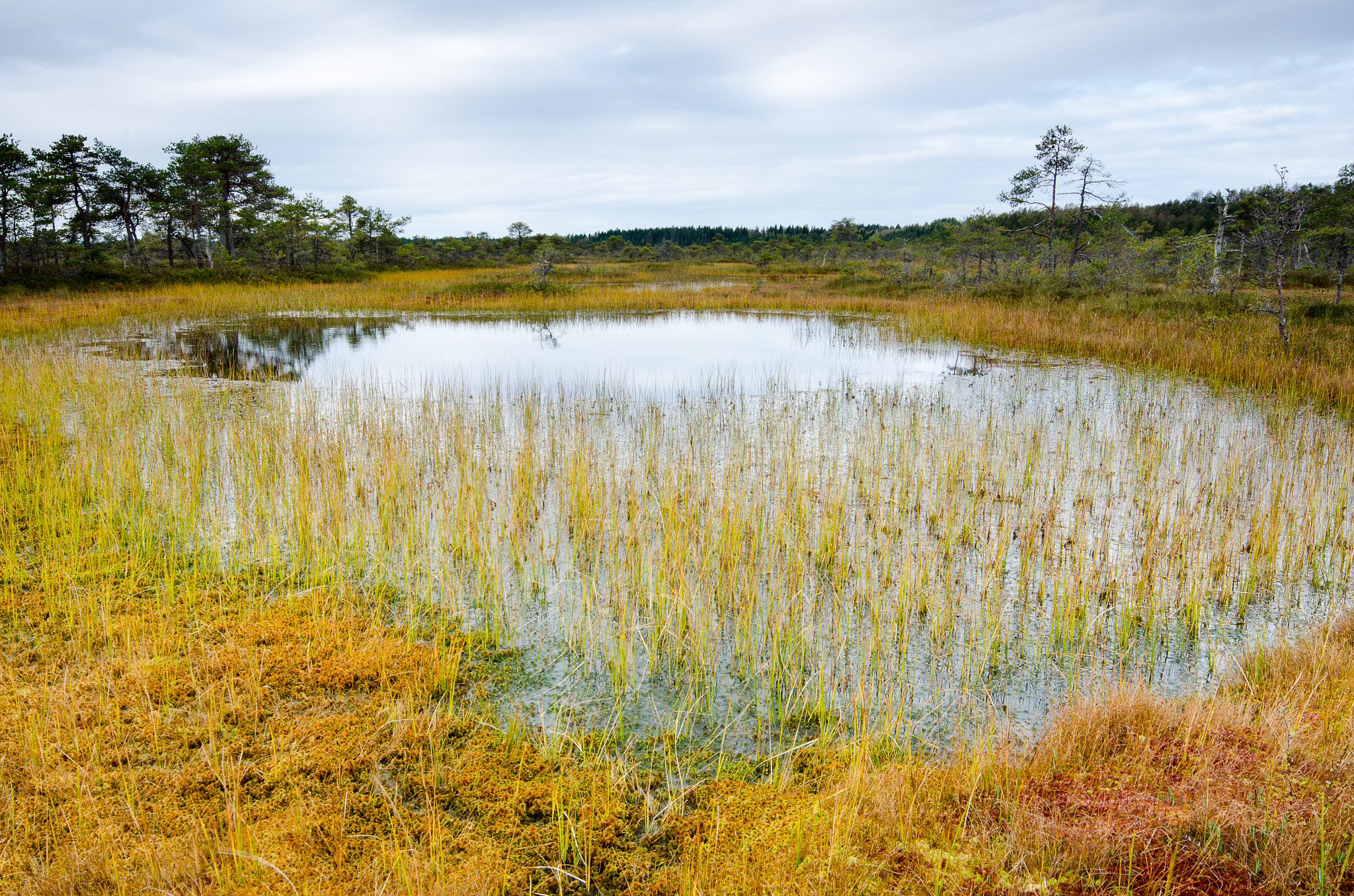 Nikon D7000 + Sigma 12-24mm F4.5-5.6 EX DG Aspherical HSM sample photo. Colored marsh photography