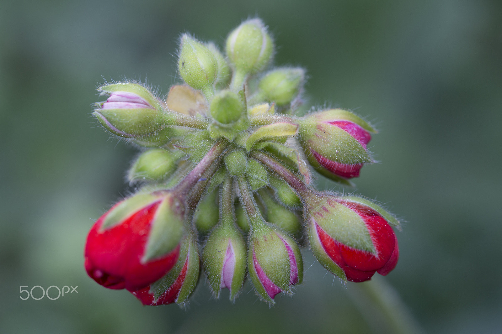 Canon EOS 6D sample photo. Rose closeup photography