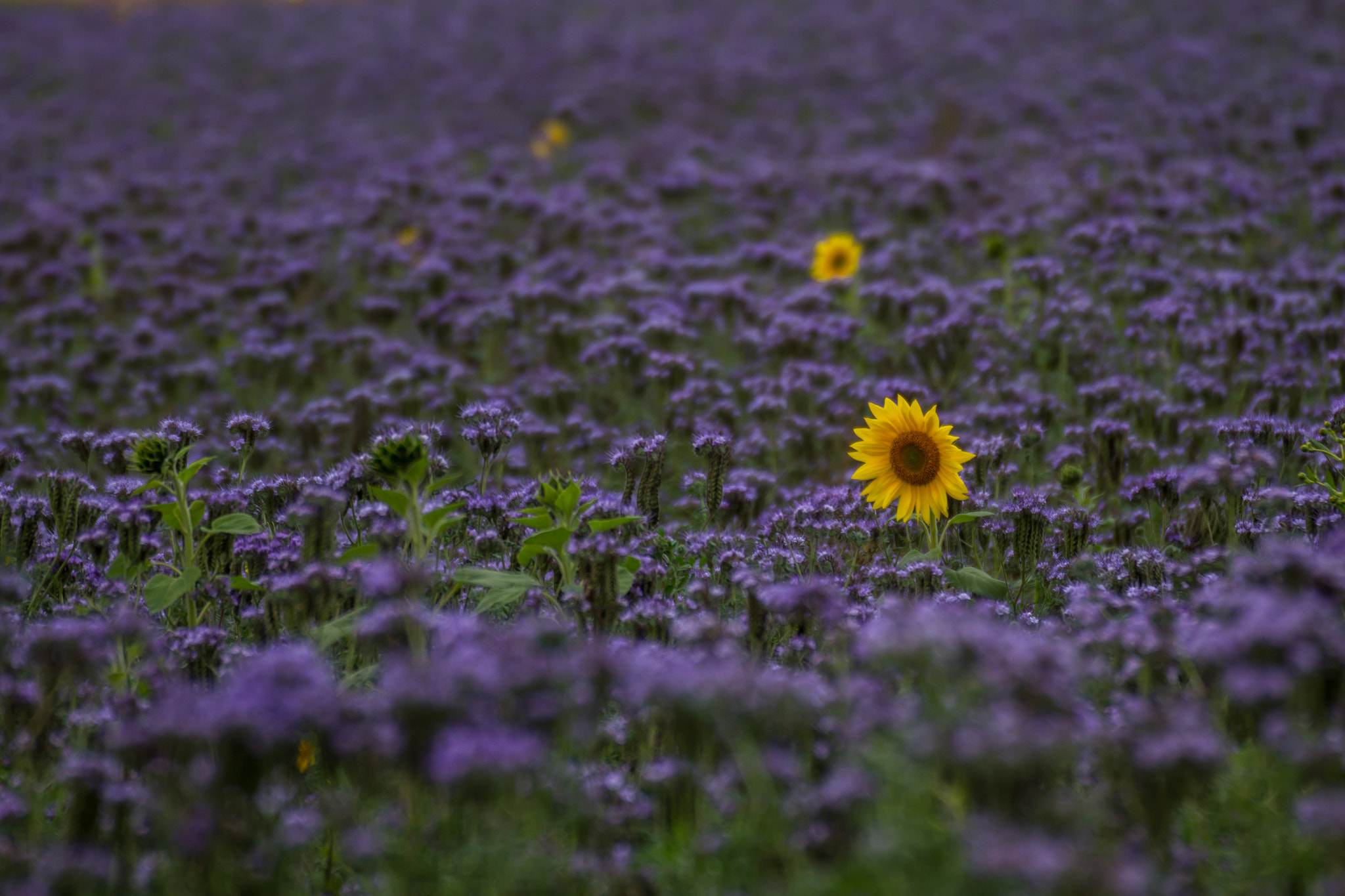 Tamron SP 35mm F1.8 Di VC USD sample photo. Yellow blots photography