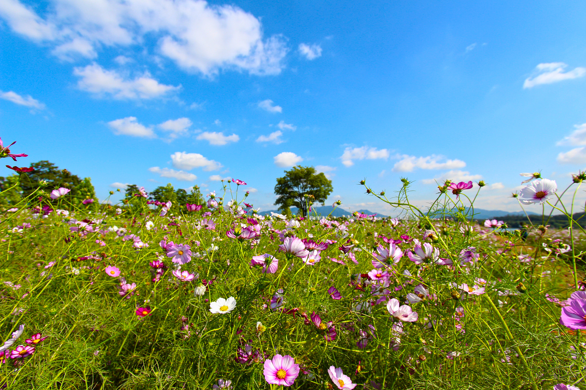 Canon EF-S 10-22mm F3.5-4.5 USM sample photo. Cosmos and trees photography