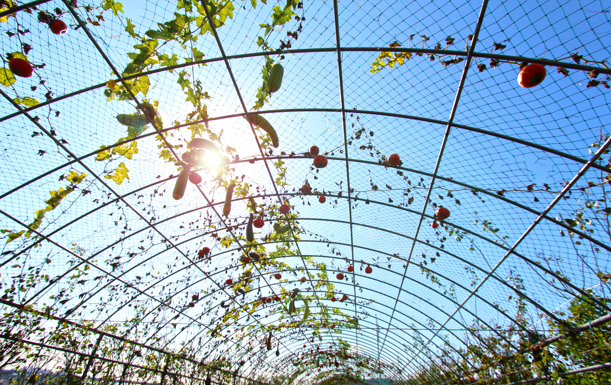 Canon EF-S 10-22mm F3.5-4.5 USM sample photo. Fruit open to the sky photography
