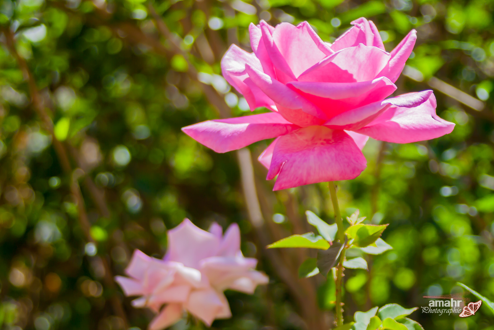 Canon EF 28-80mm f/3.5-5.6 sample photo. Rose photography