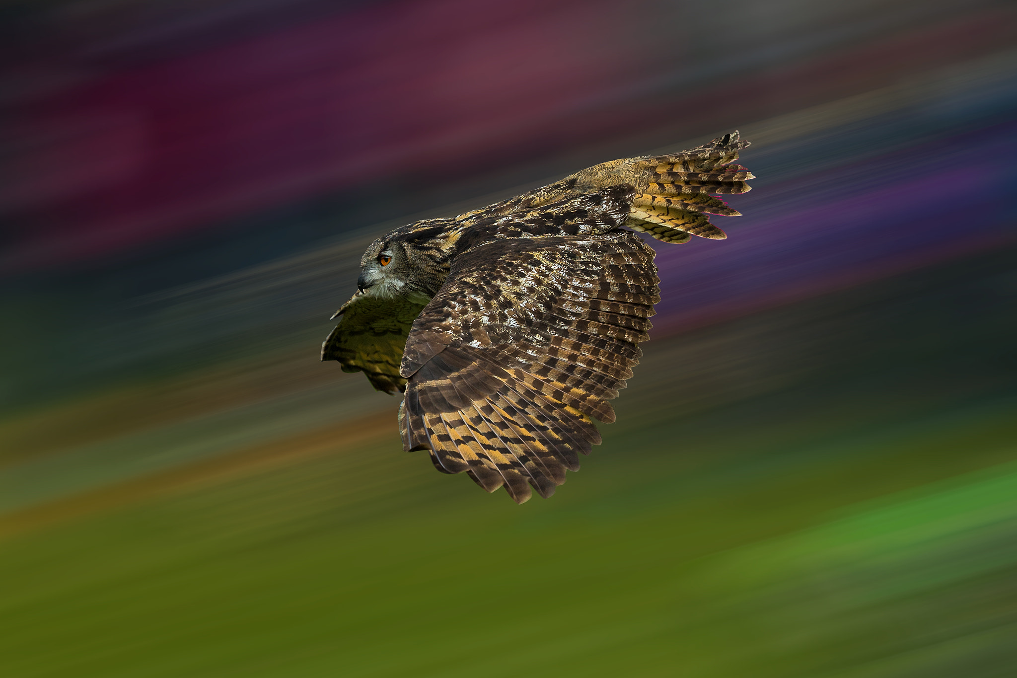 Canon EOS-1D X + Canon EF 200mm F2L IS USM sample photo. Flying owl photography