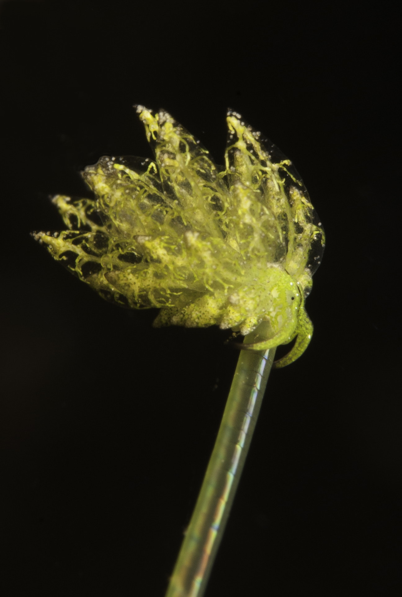 Nikon D80 + AF Micro-Nikkor 60mm f/2.8 sample photo. Balancing act. photography