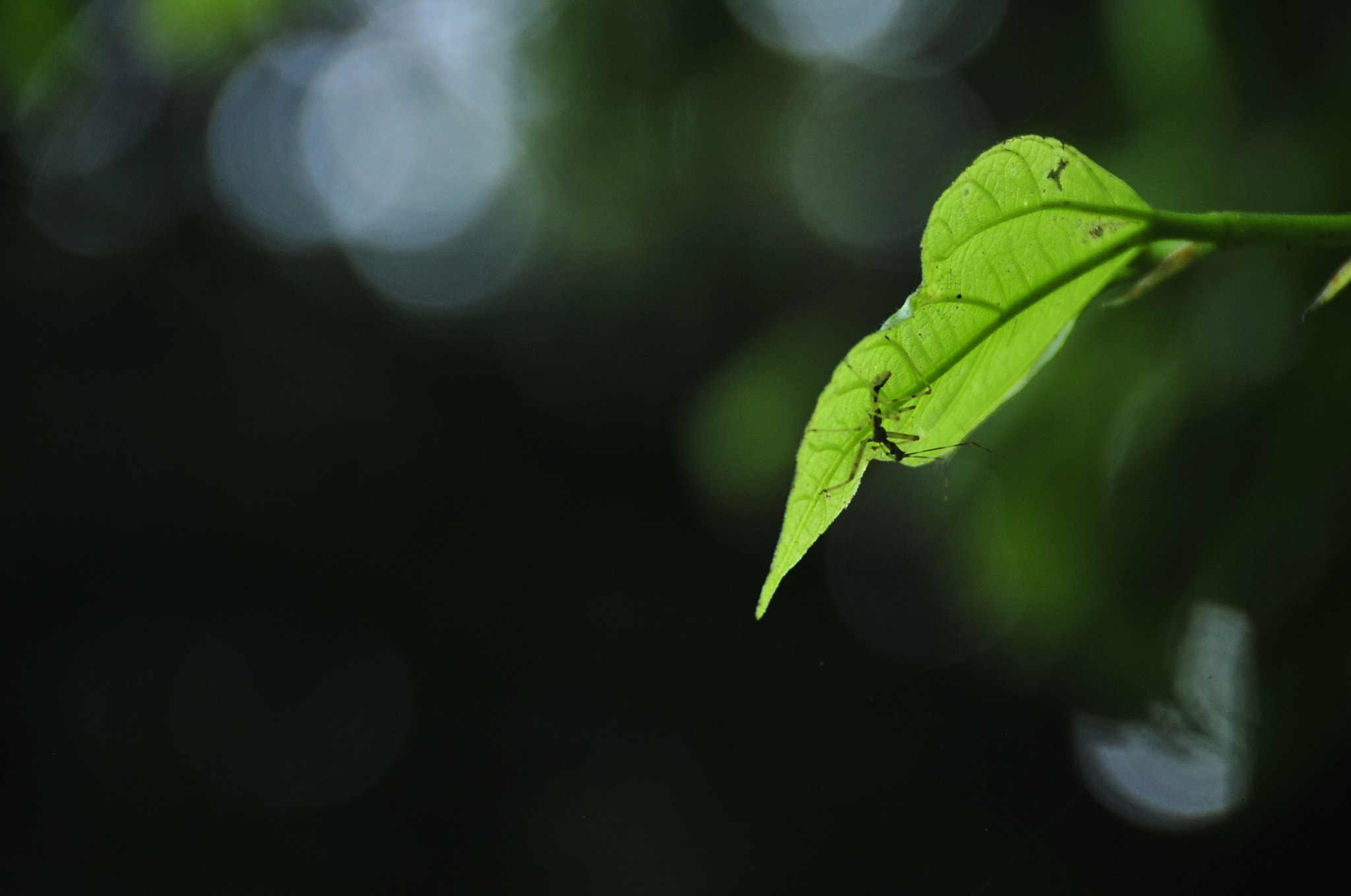 Nikon D3 sample photo. .. photography