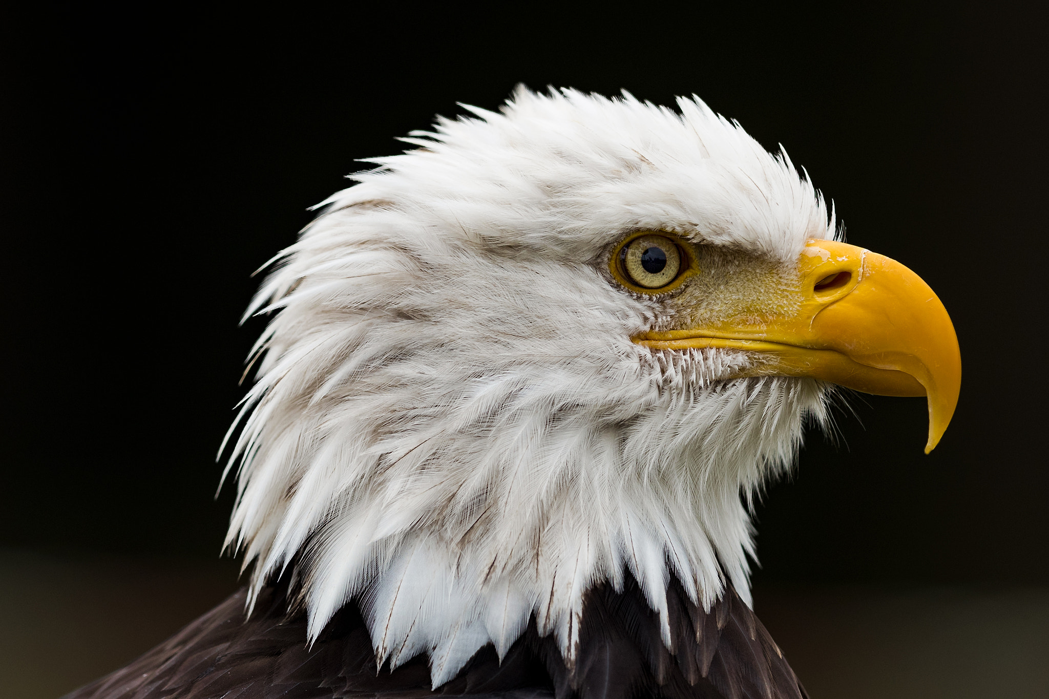 Canon EF 400mm F2.8L IS II USM sample photo. Sea eagle. photography