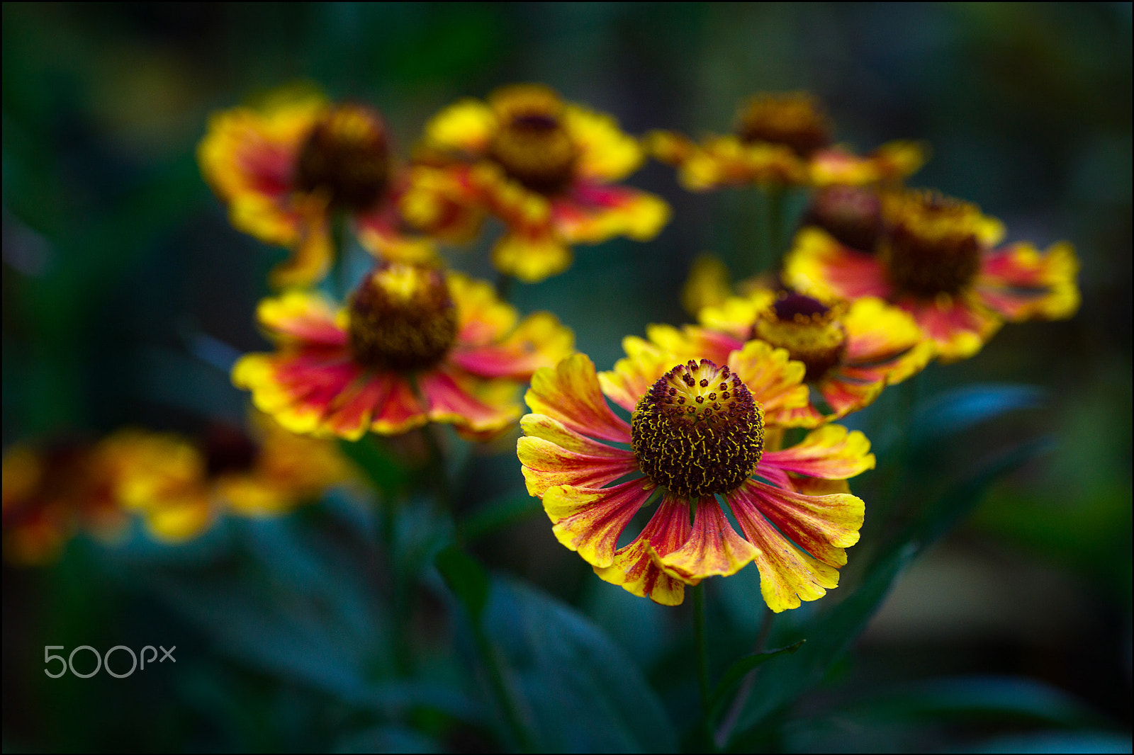 Canon EOS 5DS R + Tamron SP AF 90mm F2.8 Di Macro sample photo. Garden flower photography