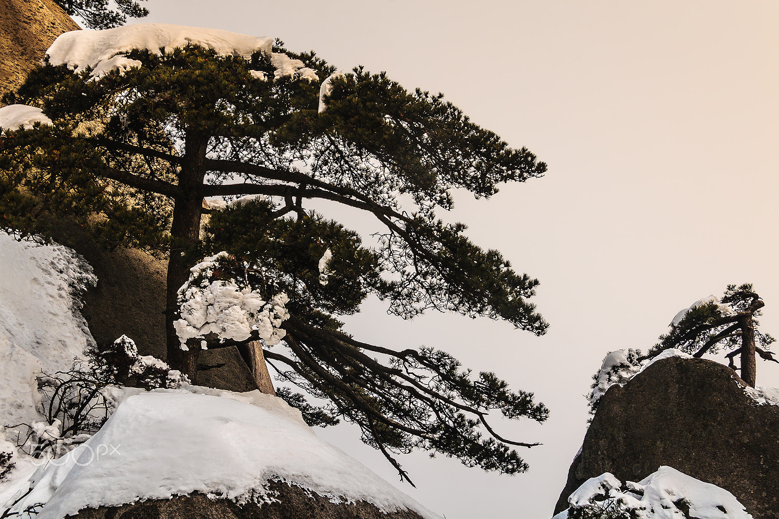 Canon EOS 30D sample photo. Pine & snow_137 photography